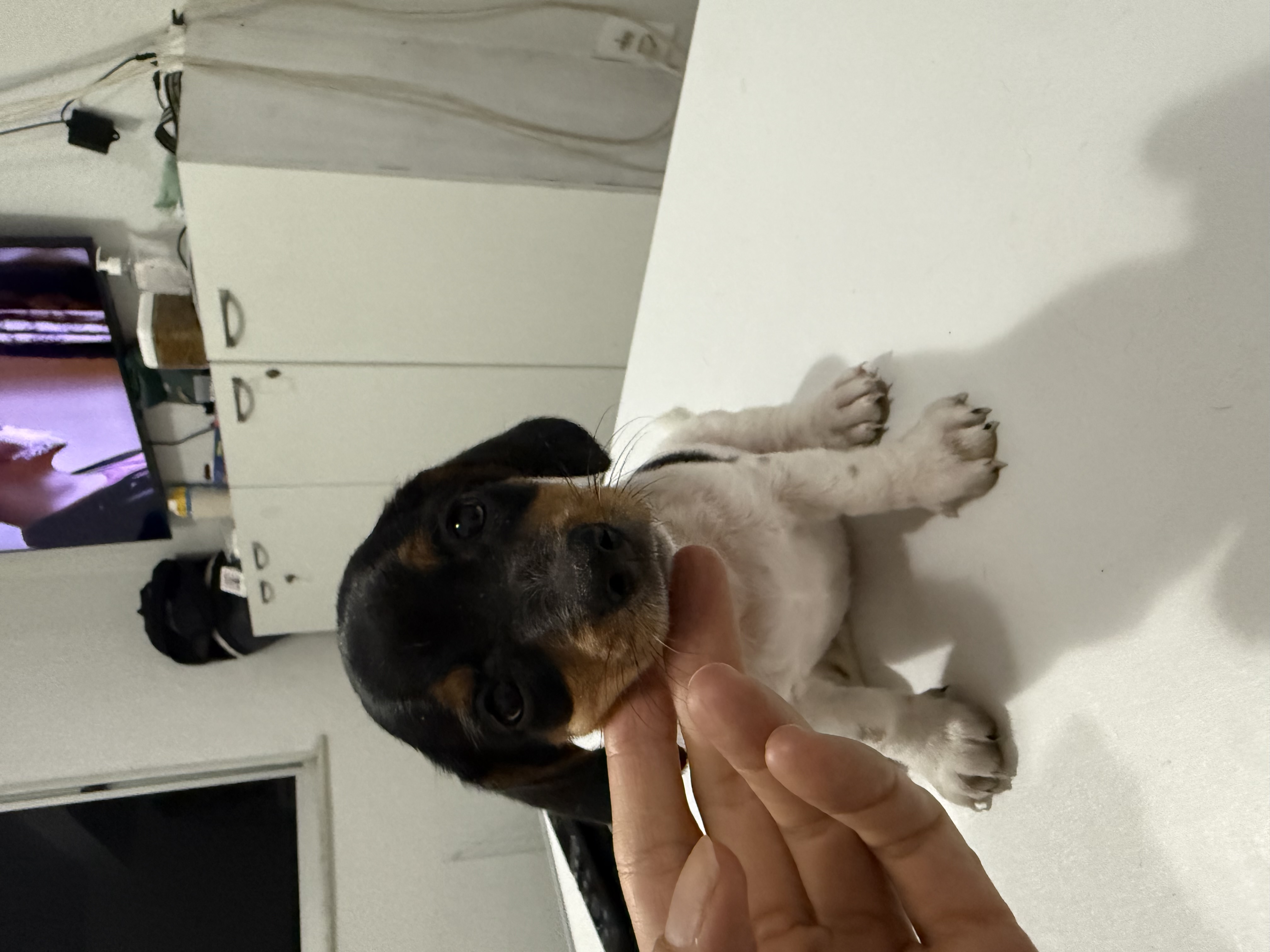 Salsichinha pelagem piebald - Foto 3