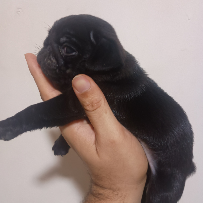 Filhotes de Pug