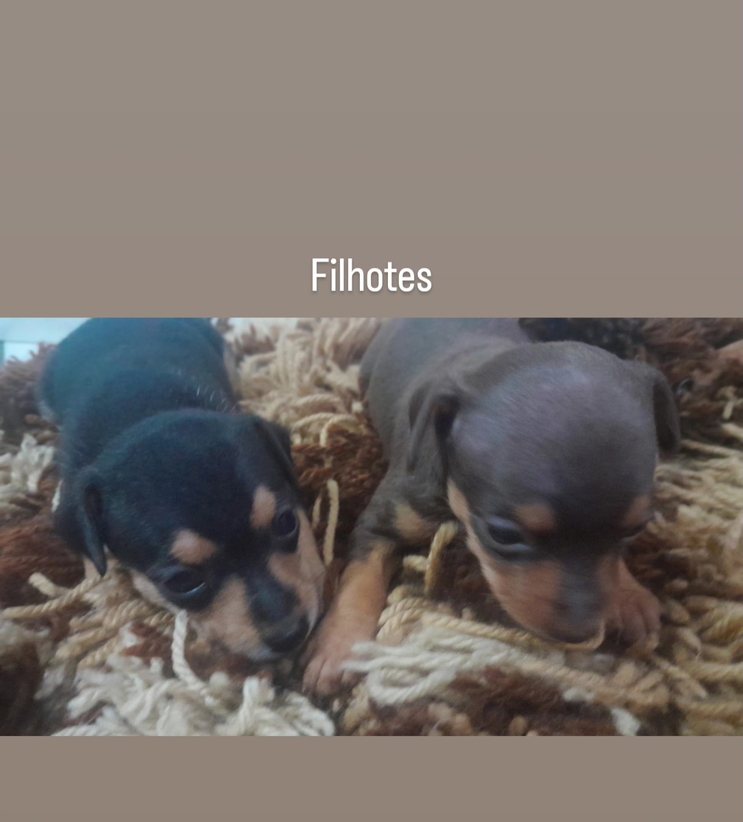 Portal Vendocão Vendo Pinscher  Belém