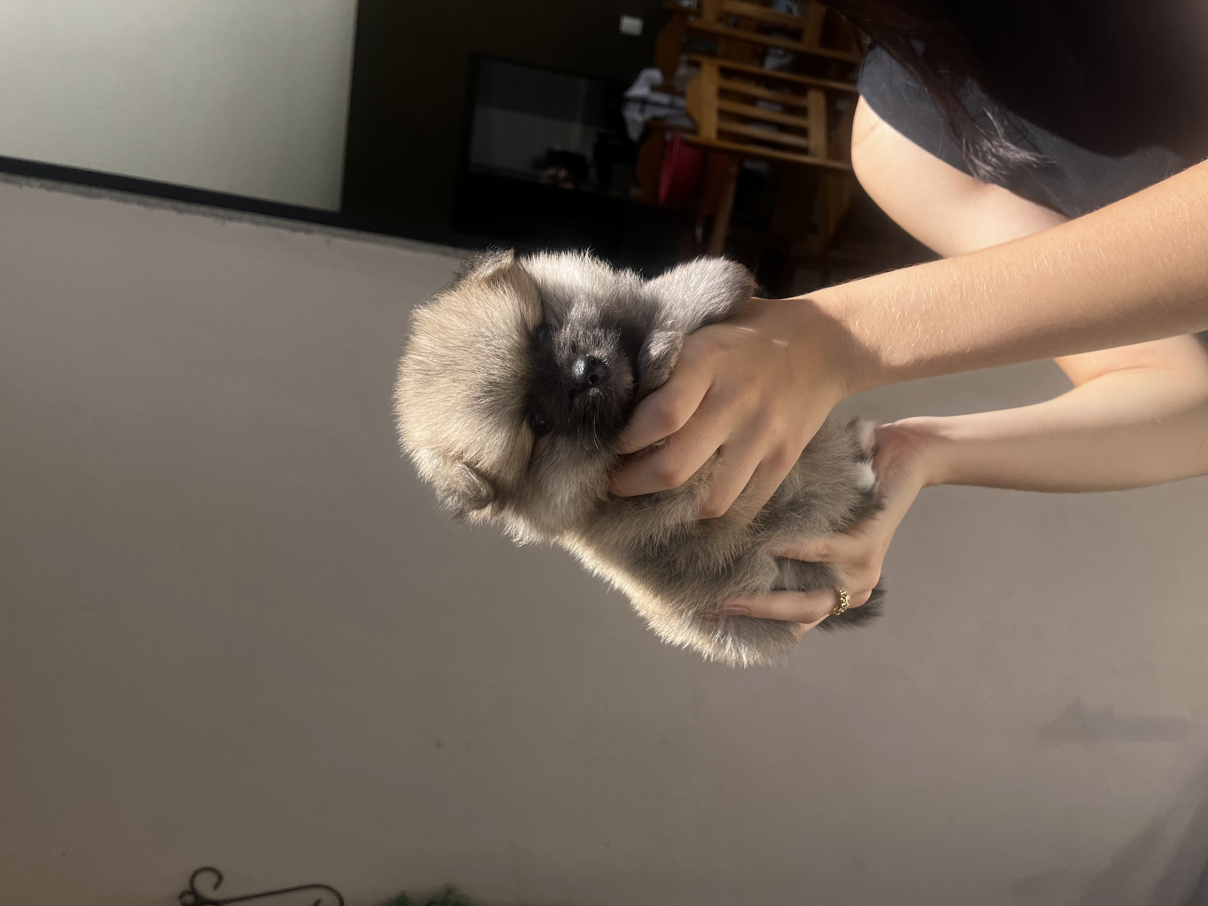 Spitz alemão macho - Foto 5