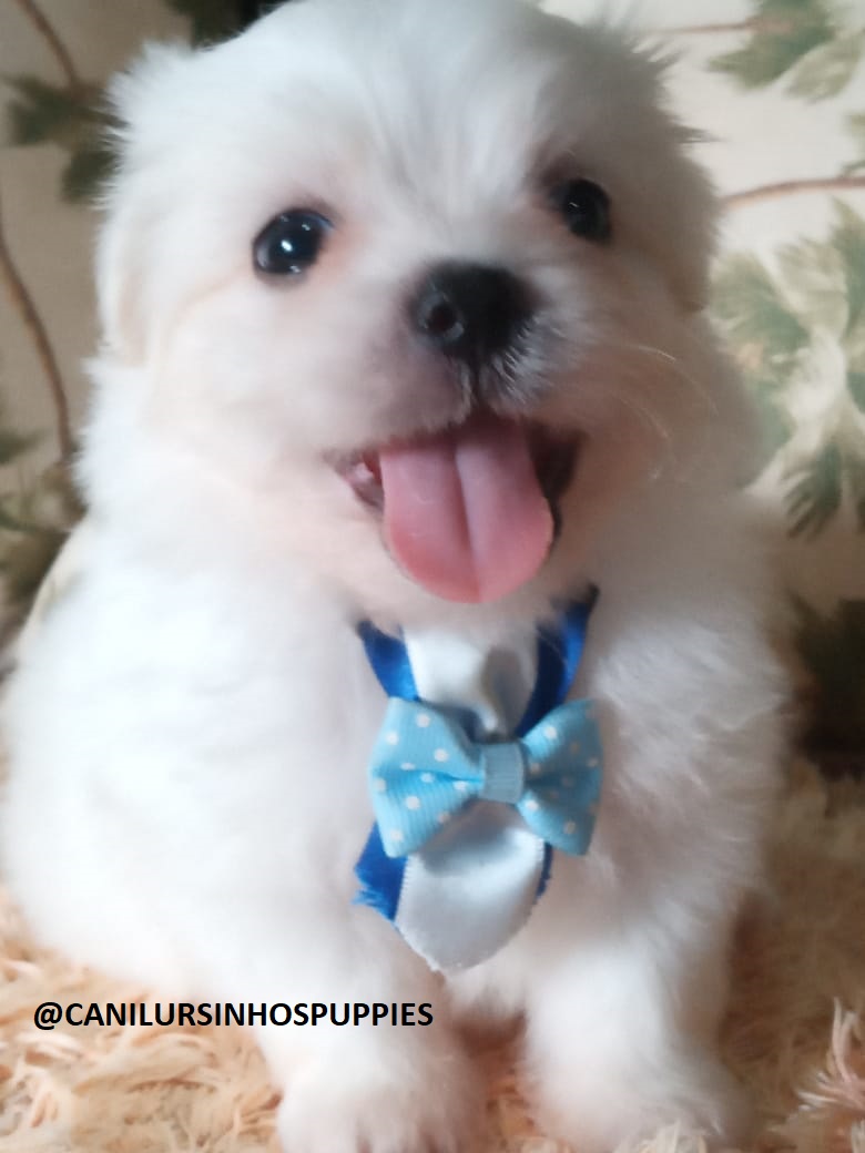 Portal Vendocão maltes lindos bebes pronta entrega #CANILURSINHOSPUPPIES  são jose dos campos