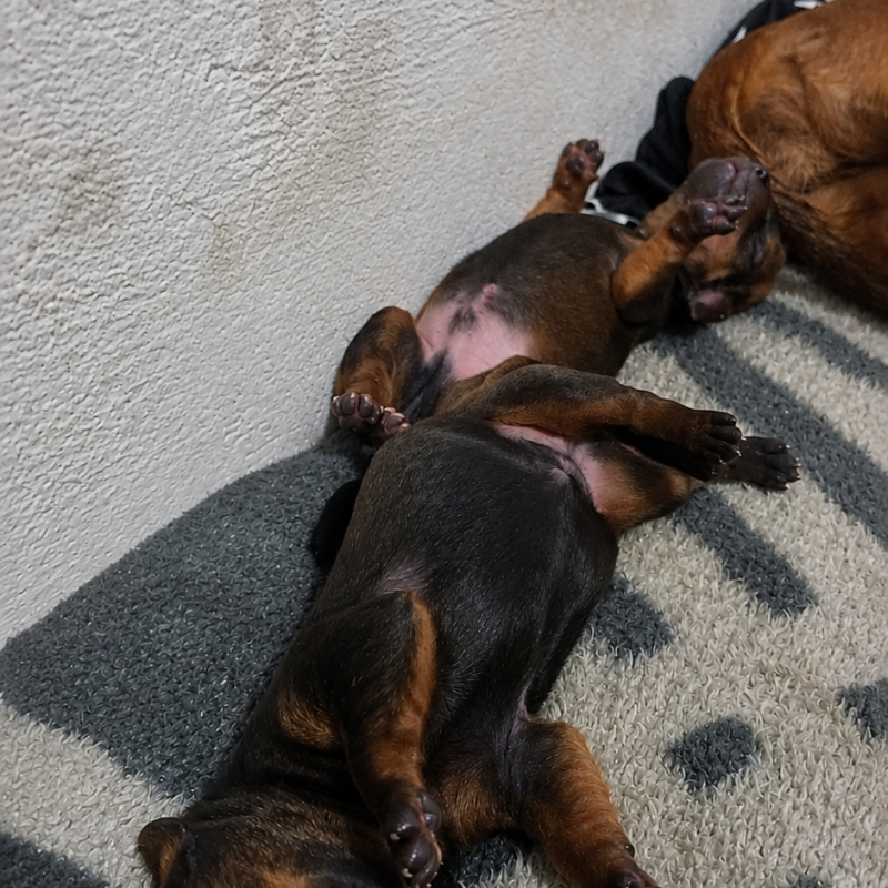 Filhotes dachshund disponíveis pra reserva - Foto 1