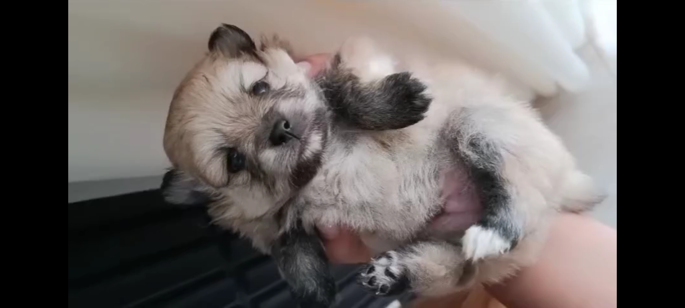 Filhotes Lulu da Pomerânia (Spitz alemão) - Foto 4