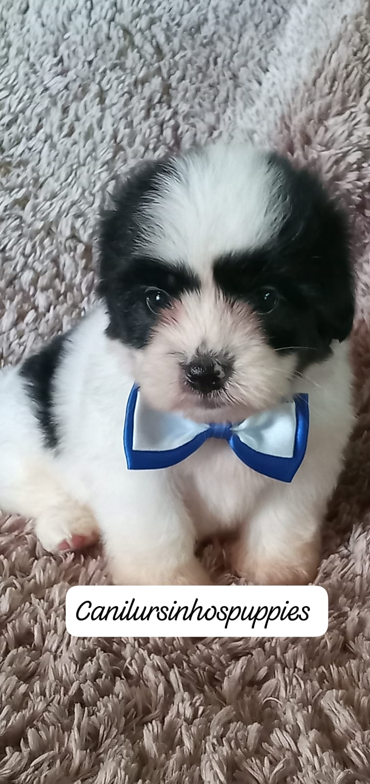 lhasa apso bebes pronta entrega #canilursinhospuppies  - Foto 1