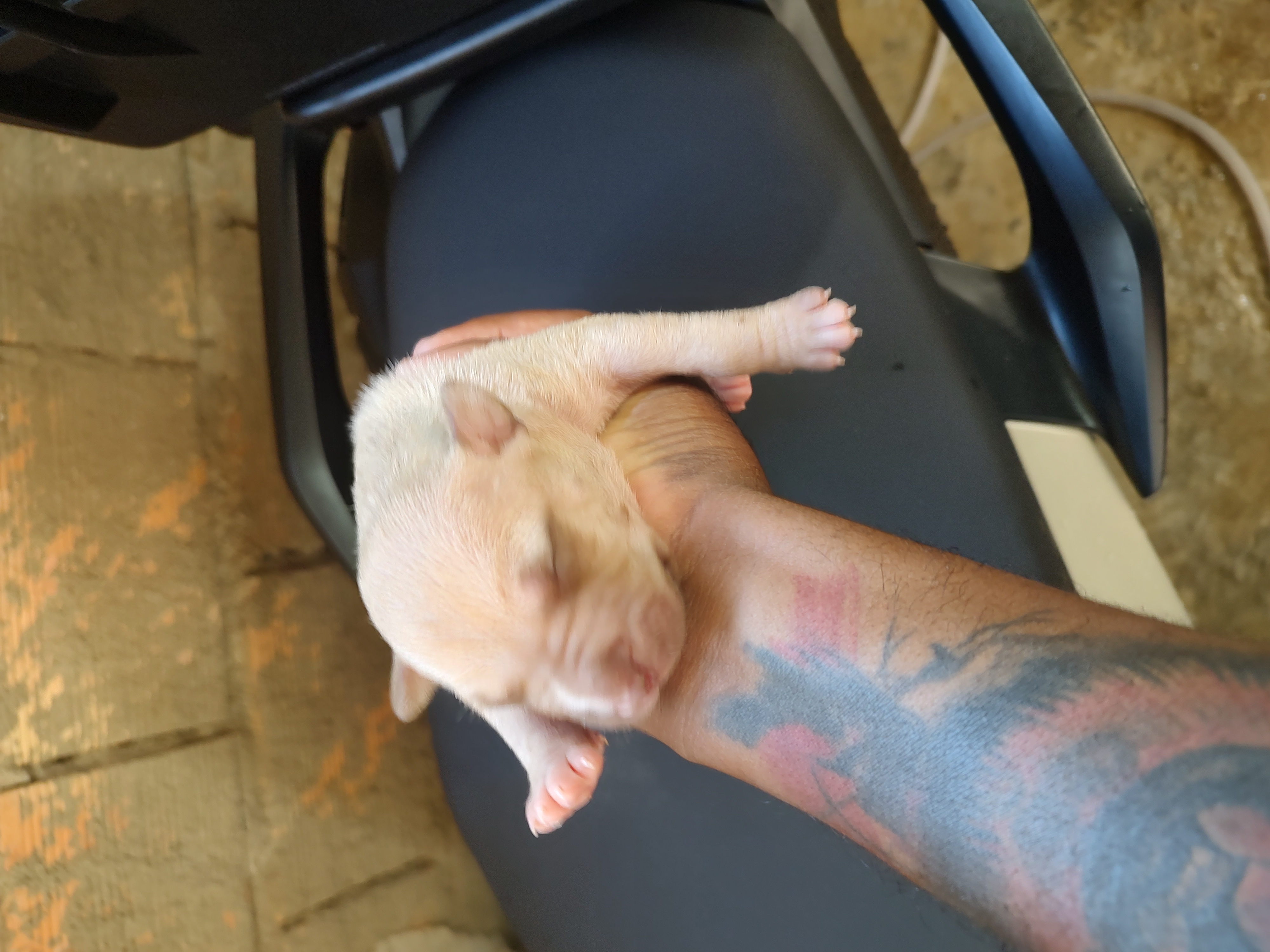 Portal Vendocão Pitbull Moster  Ribeirão das Neves