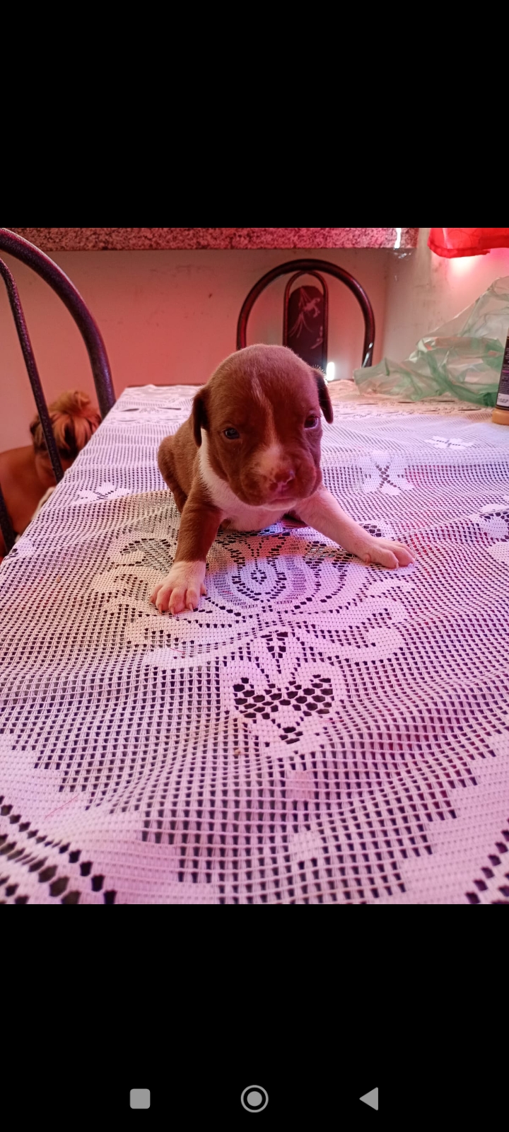 Portal Vendocão Vendo filhotes de Pitbull , 36 dias de vida já está comendo ração, já estão vermifugados Aparecida de Goiânia