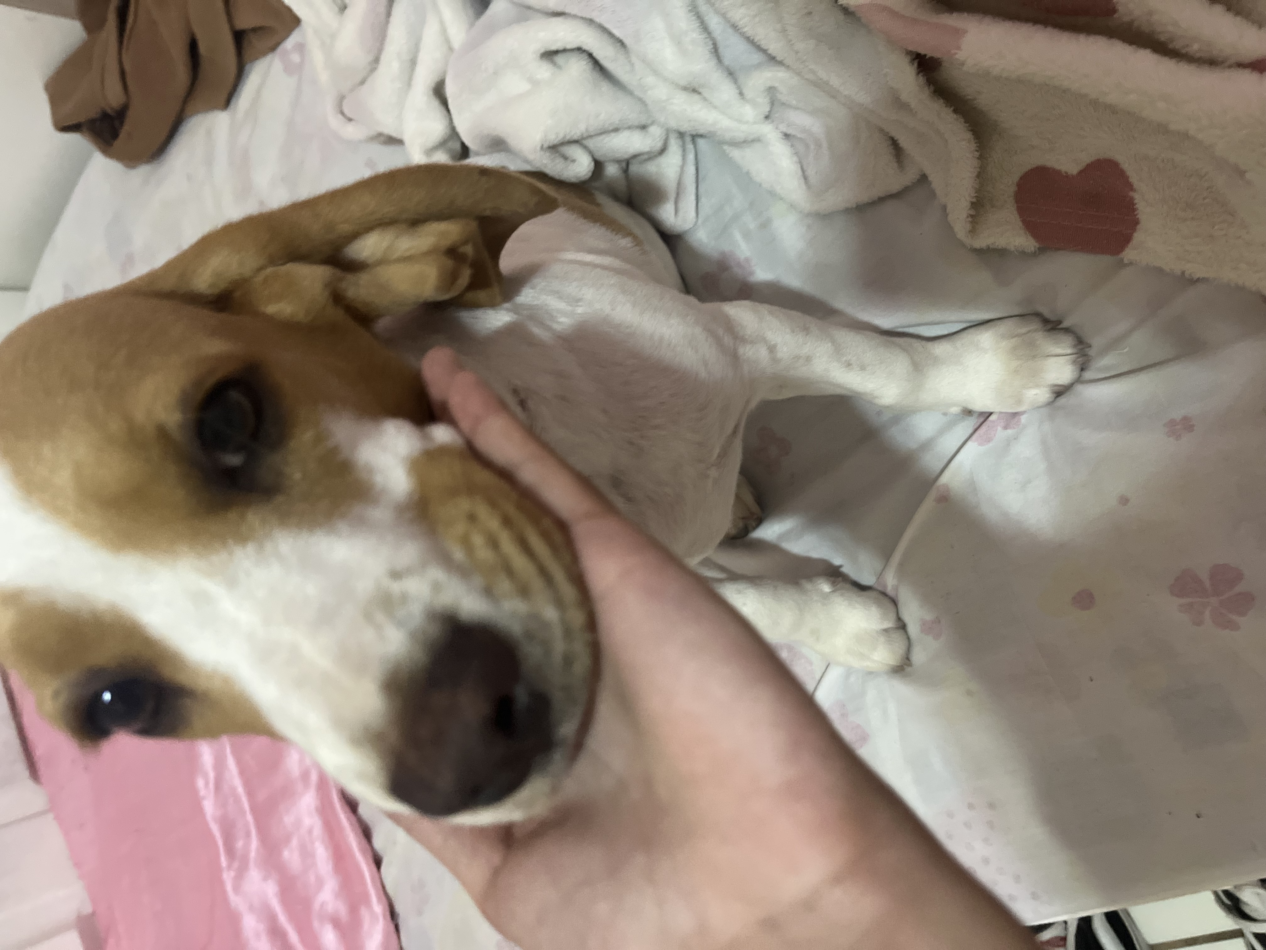 Portal Vendocão Beagle Fêmea Filhote Rio das Ostras