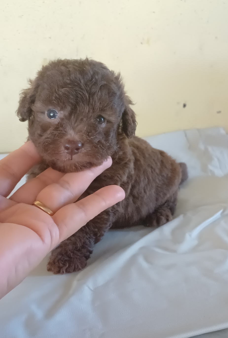 Portal Vendocão Poodle legítimo  Campos dos Goytacazes 