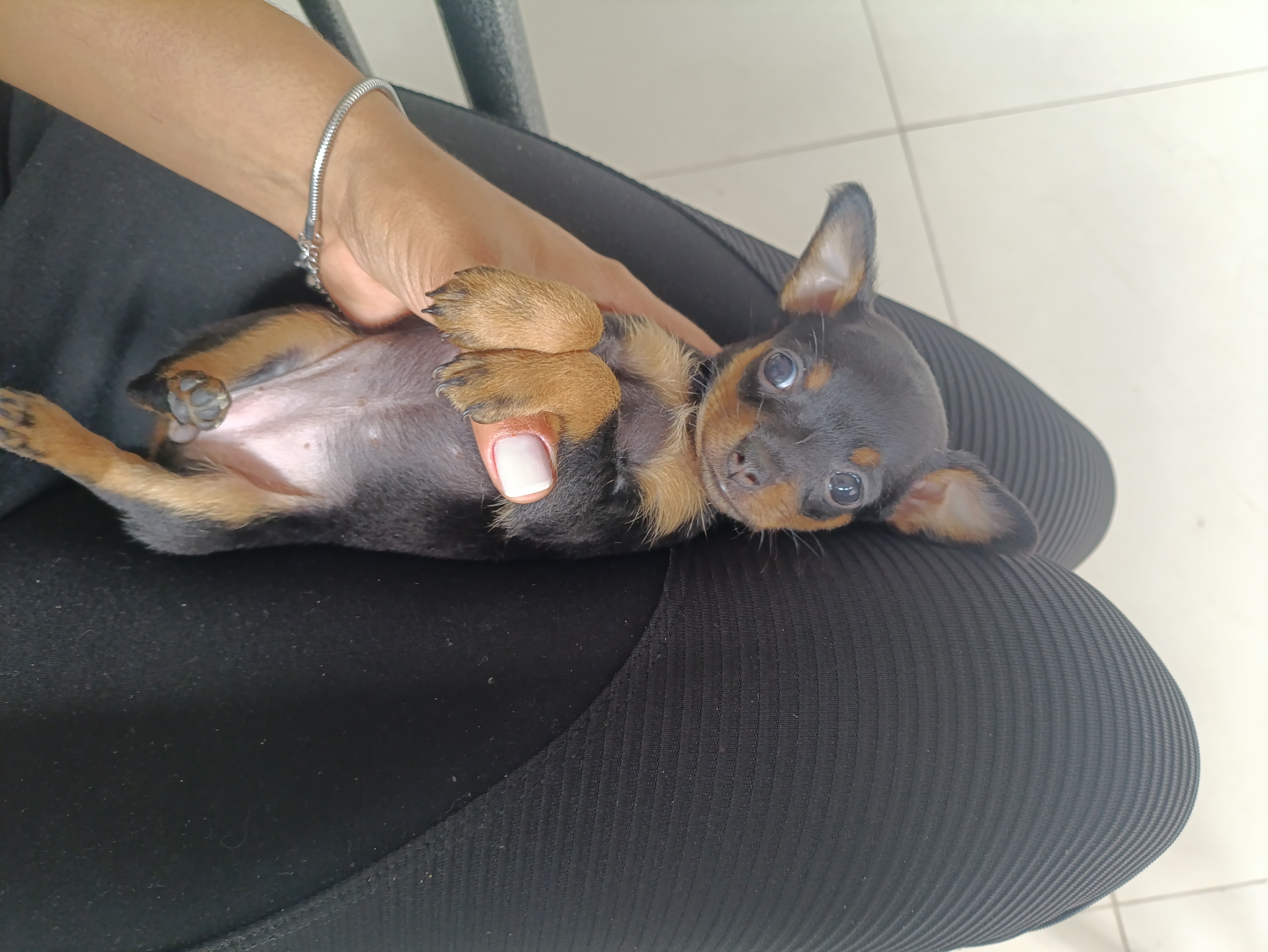 PINSCHER ZERO FÊMEA E MACHO DISPONÍVEL  - Foto 4
