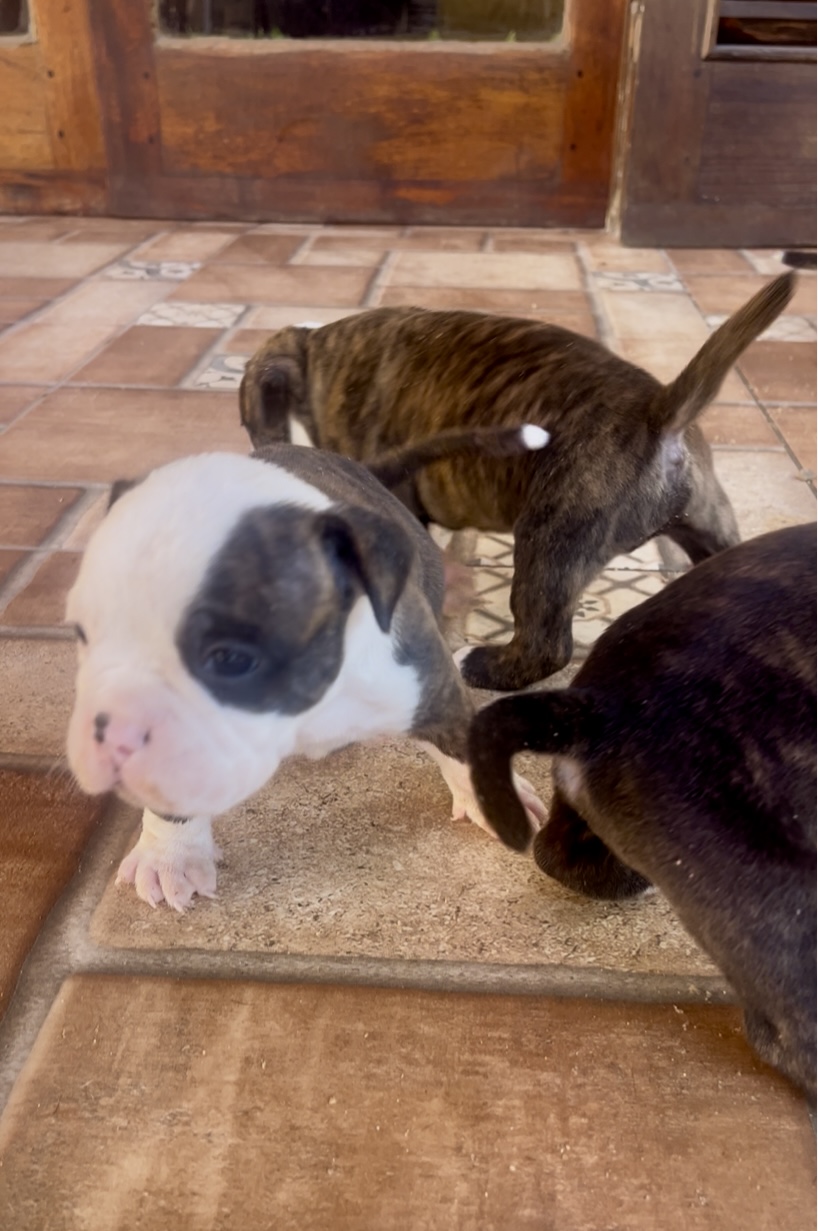 Portal Vendocão Filhotes American Bully Pocket  Guarujá 
