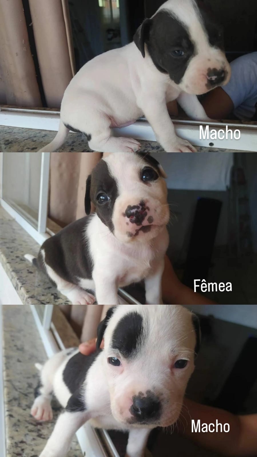 filhotes de Pitbull Vila velha