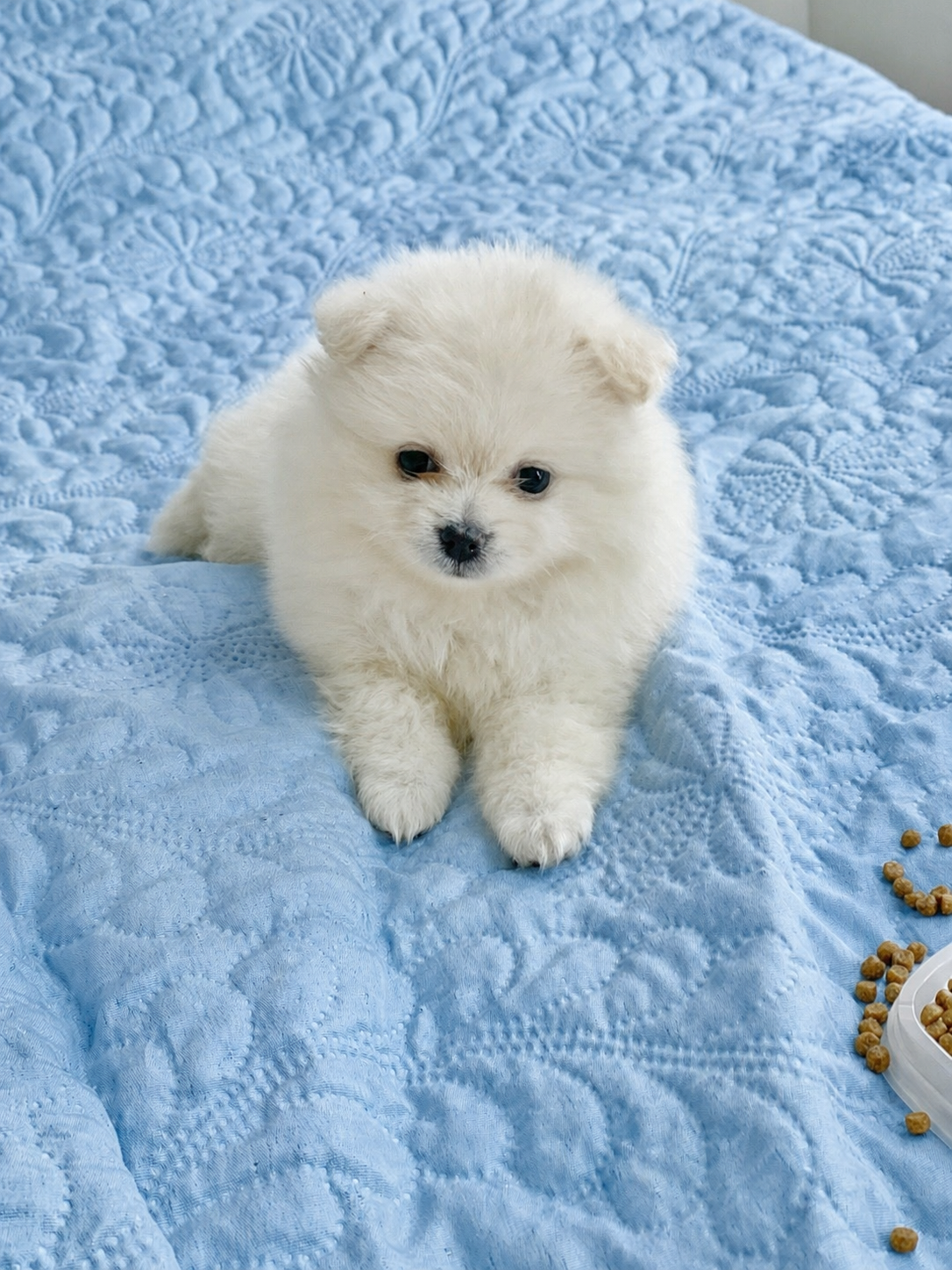 Spitz alemão macho 