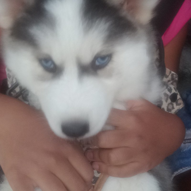 Linda fêmea de husky siberiano - Foto 1