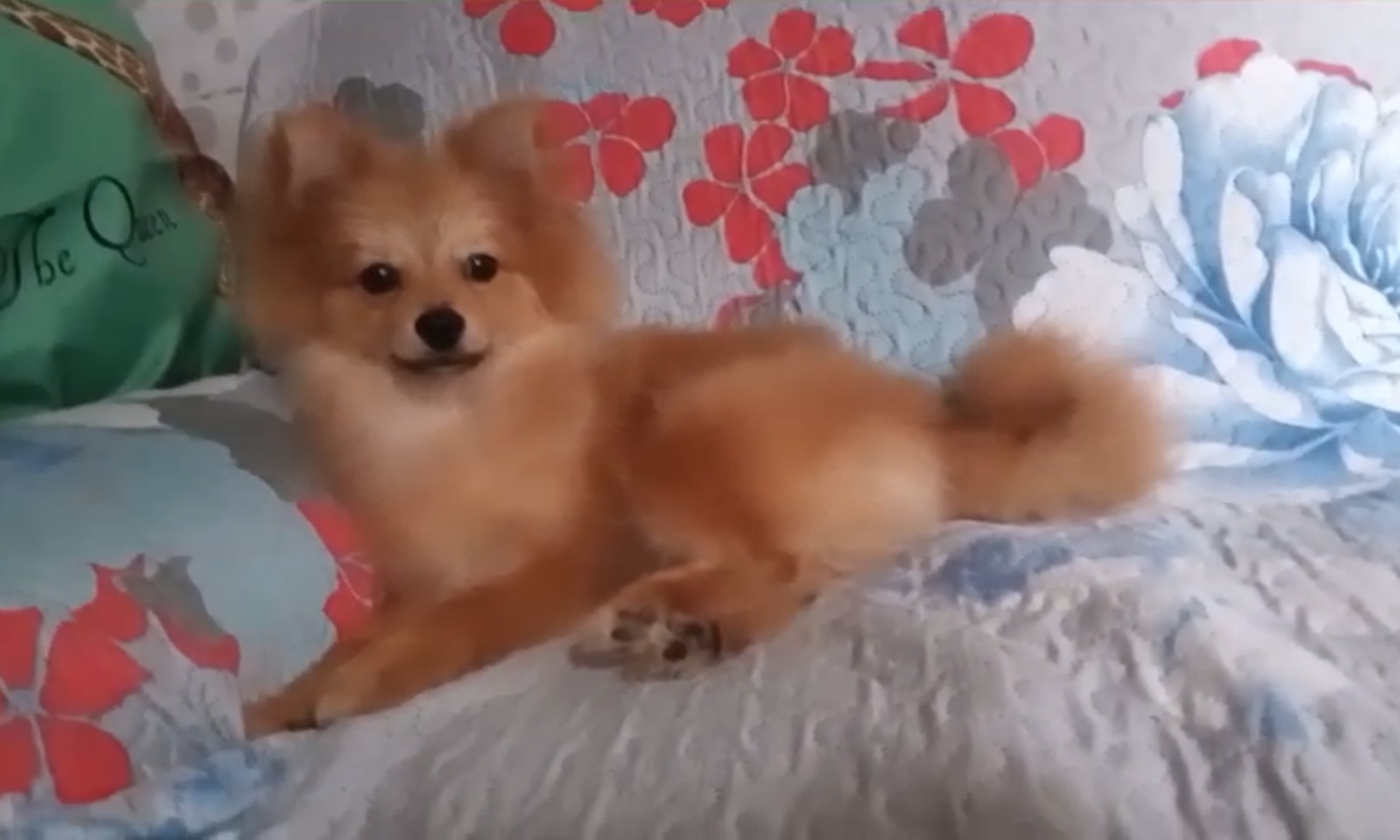Portal Vendocão Filhote de Spitz Alemão Macho BELÉM