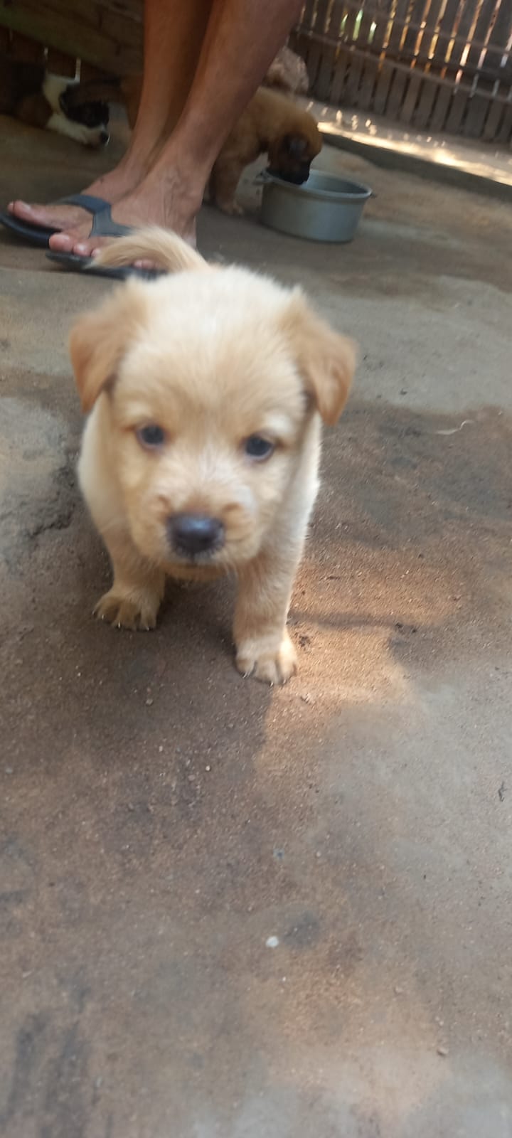 Portal Vendocão Filhotes de Chow Chow misto Santarém 