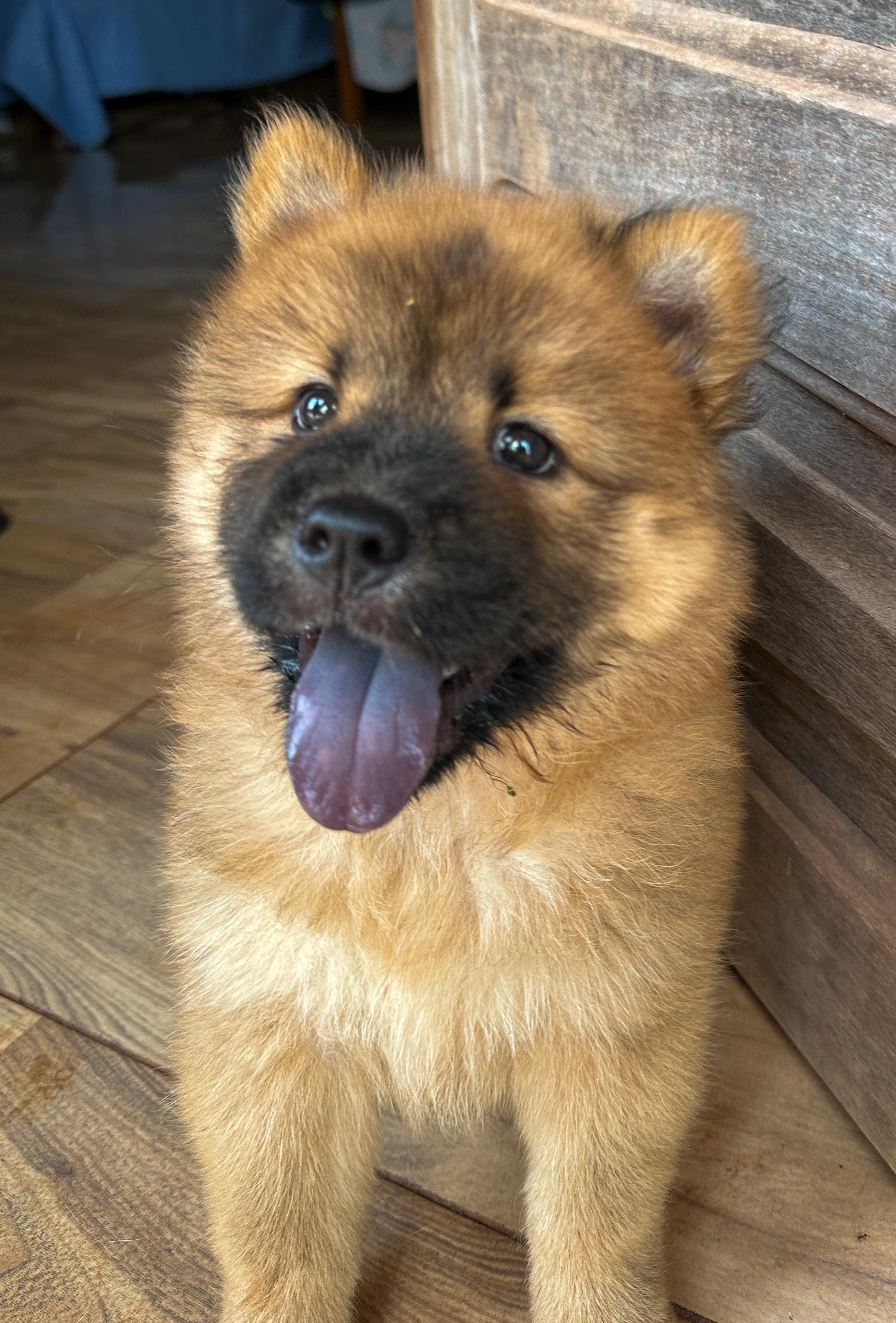 Portal Vendocão Venda de chow chow filhote (fêmea) Rurópolis