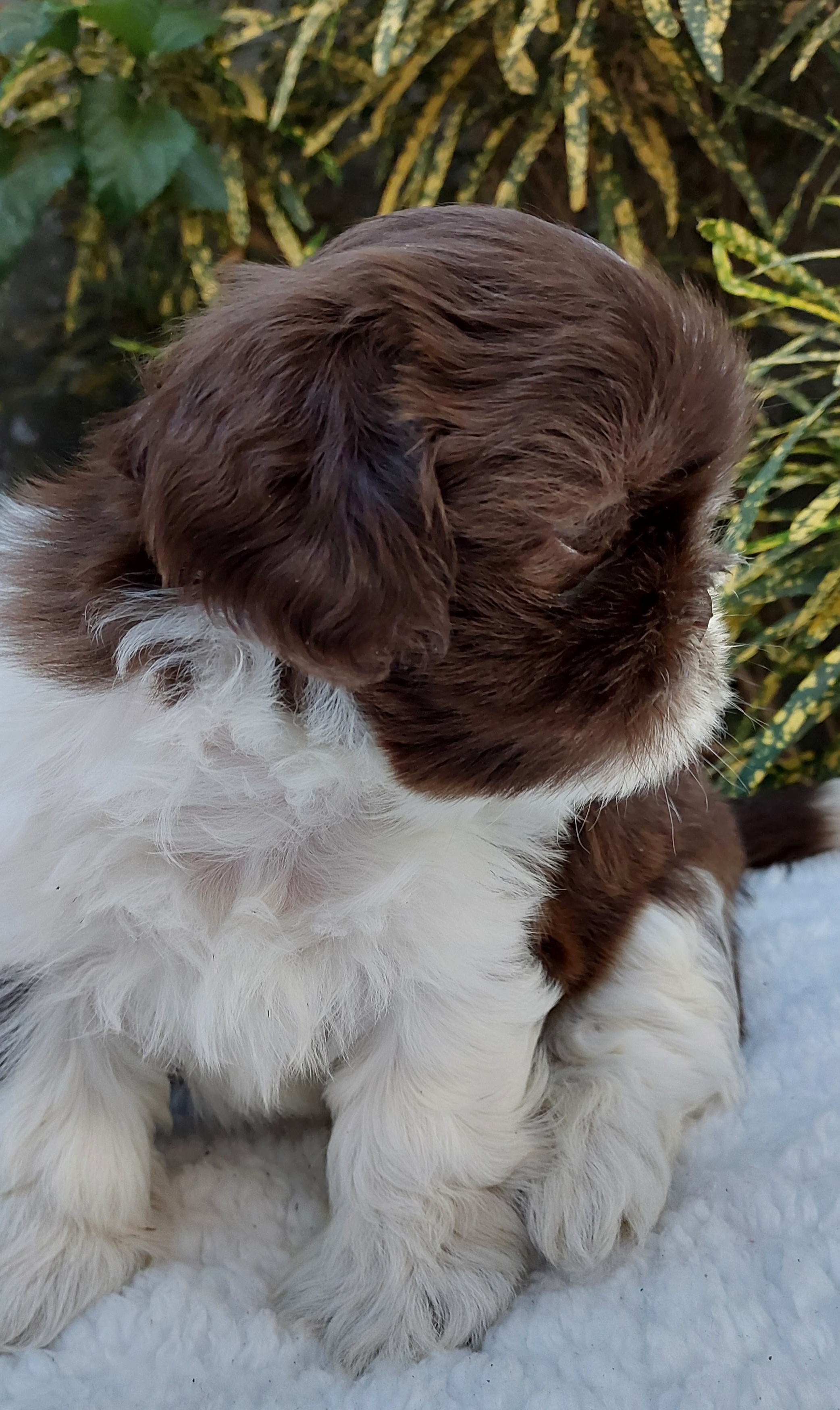 Portal Vendocão Shih tzu  Teresina