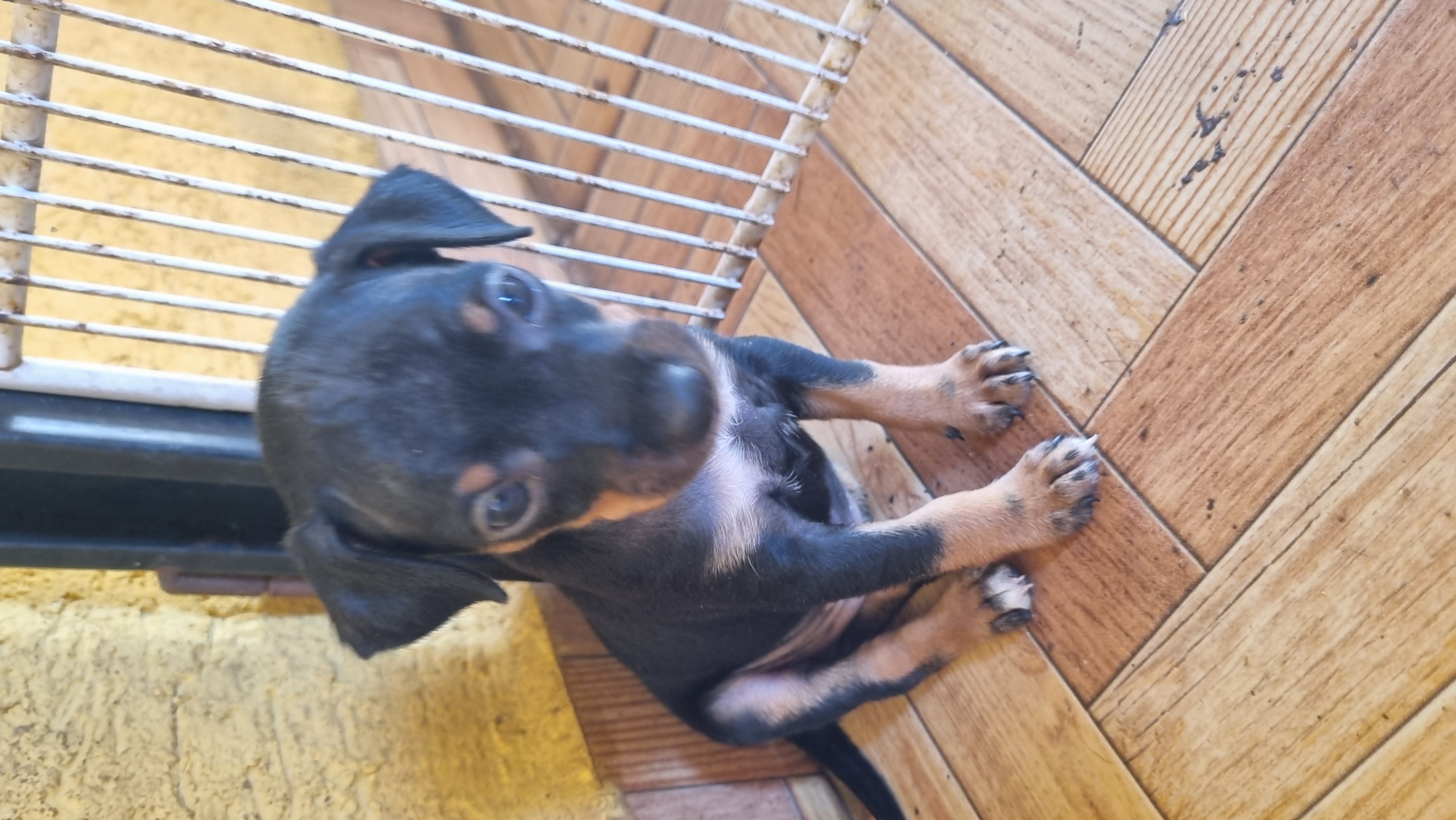 Portal Vendocão Pinscher Canpo grande ms