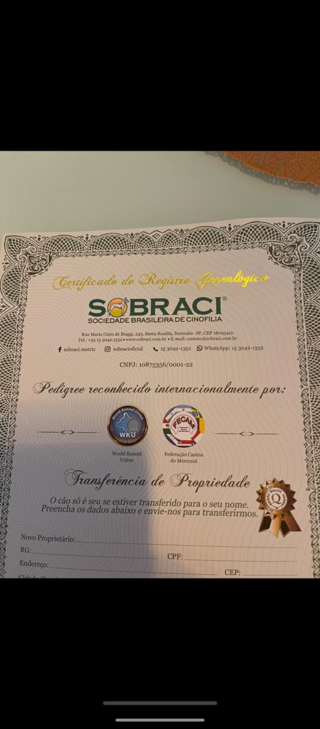 Portal Vendocão Golden Retriever  Itajaí 