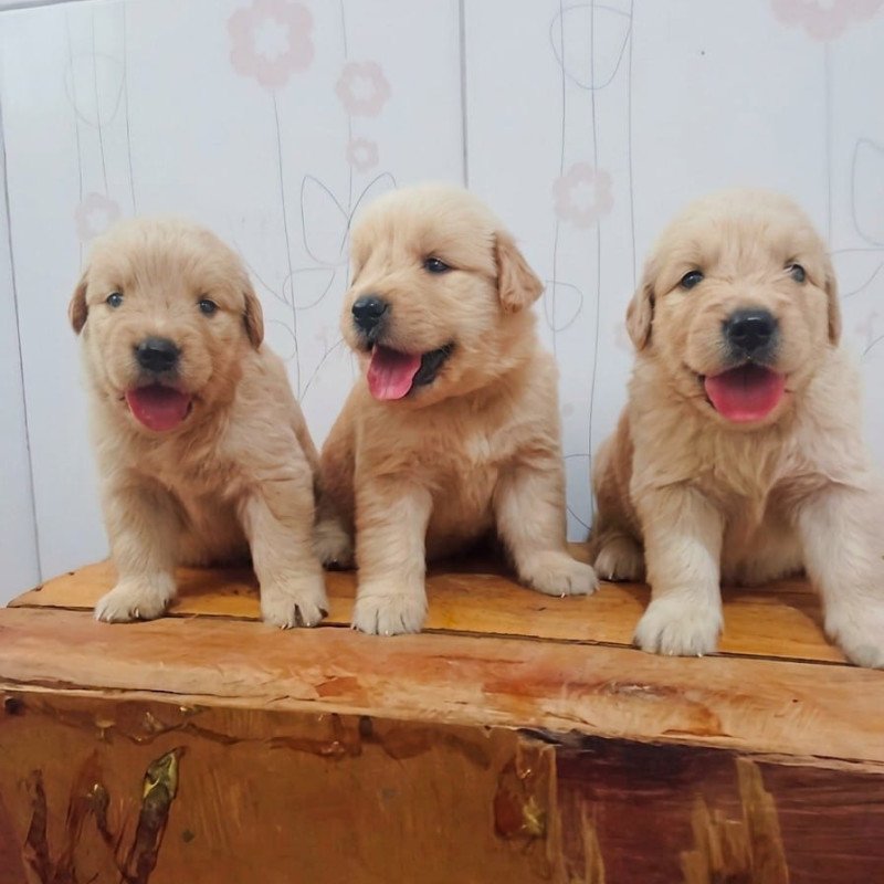Filhote de Golden Retrivier Raça Pura