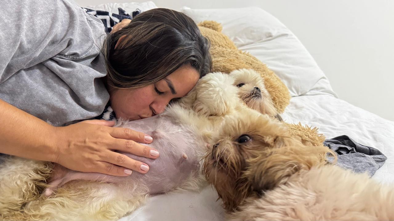 Promoção de filhote de Shih Tzu - Foto 4
