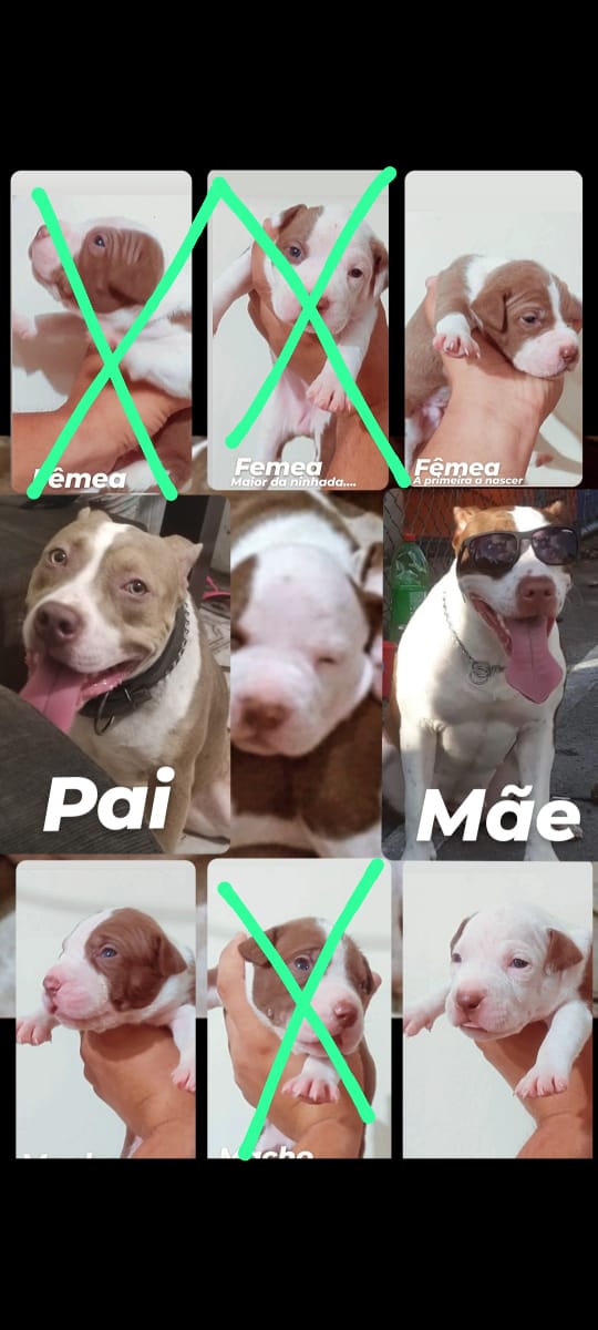 filhotes de Pitbull Rio de Janeiro