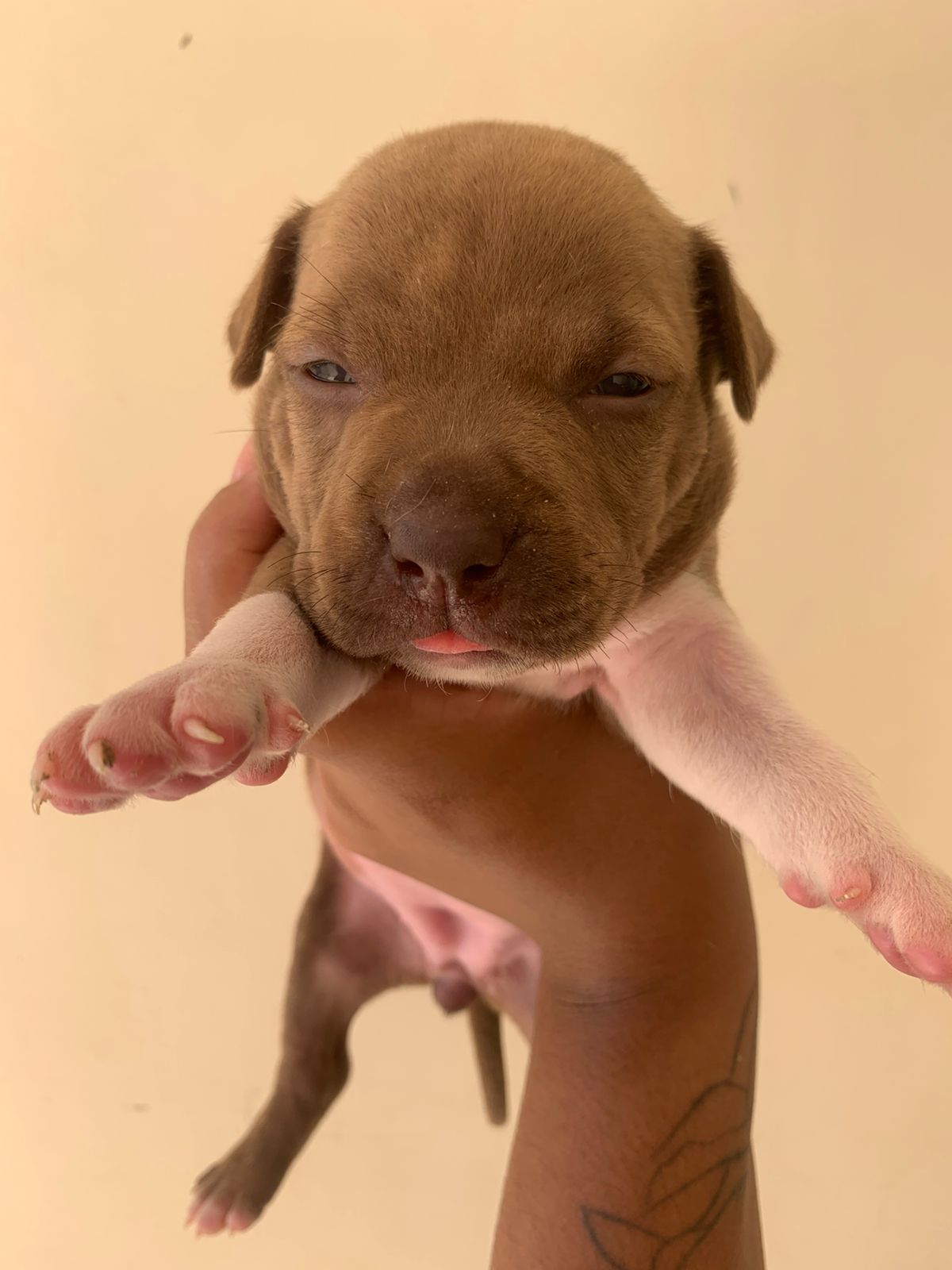 Portal Vendocão Filhotes de pitbull  Feira de santana 