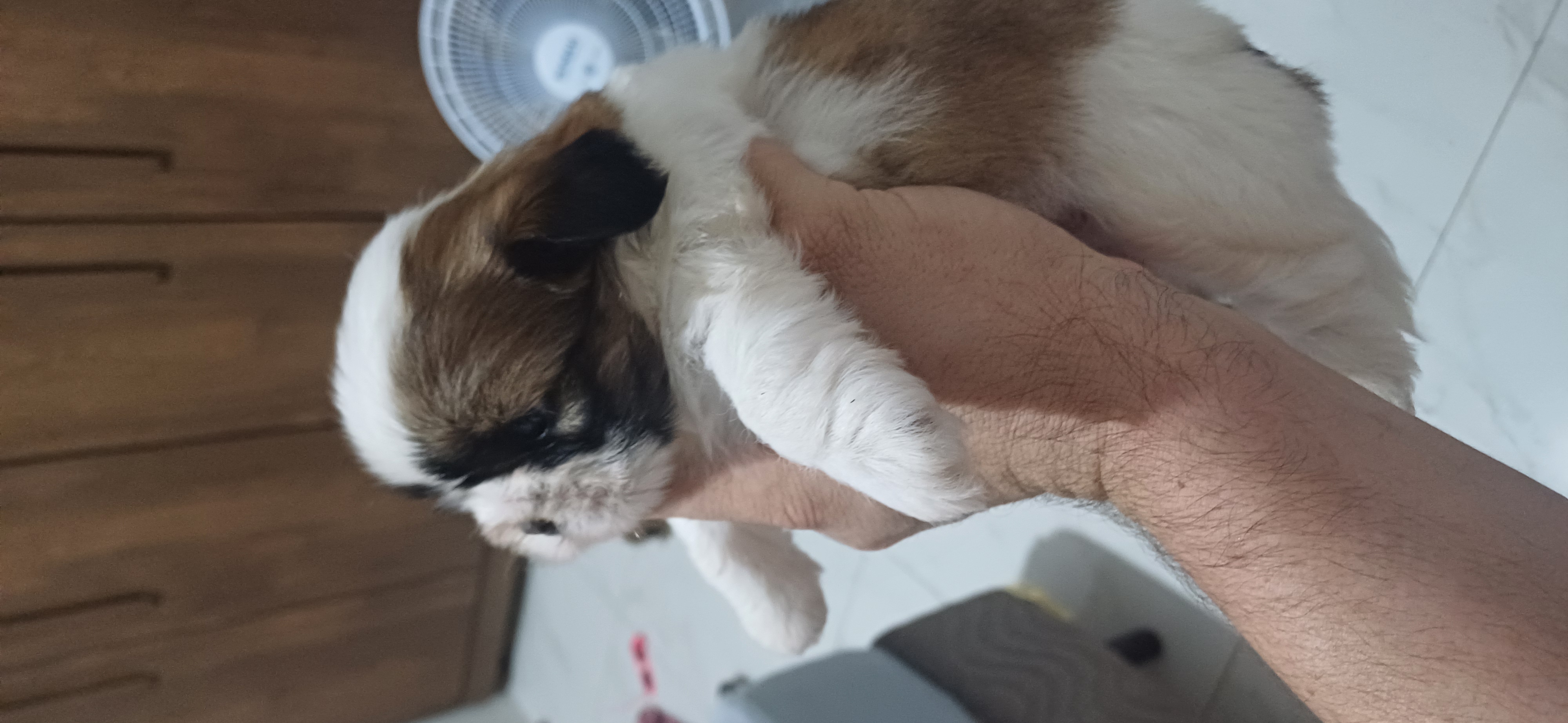 Portal Vendocão Shih tzu  Bauru