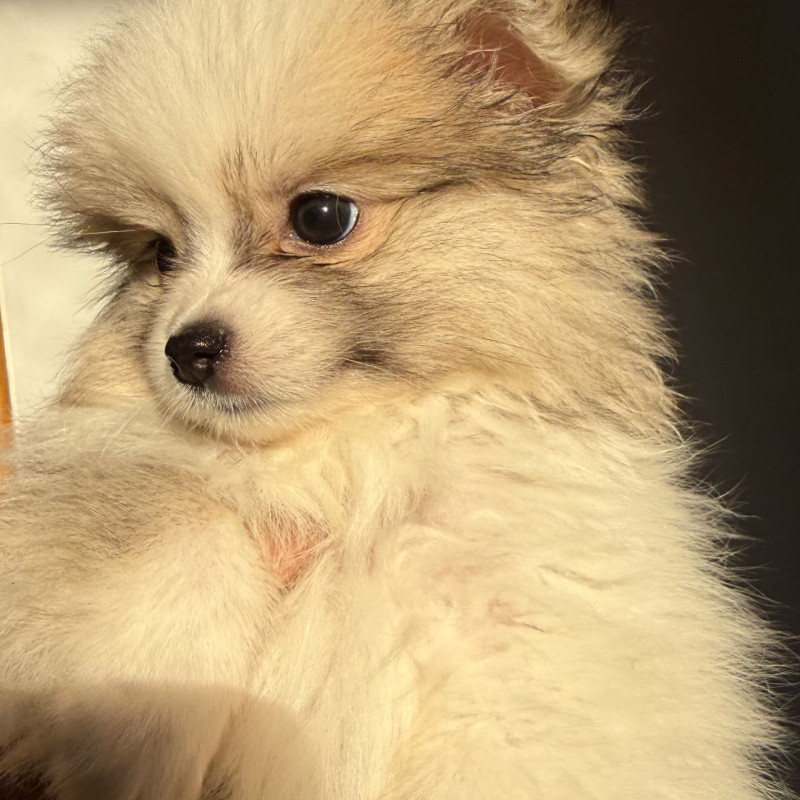 Vendo 4 filhotes de Lulu da Pomerânia - Foto 2