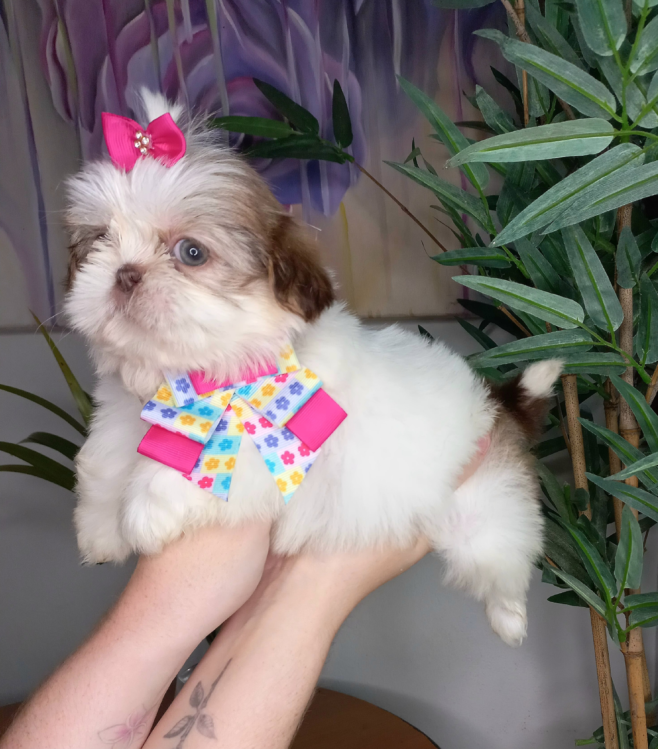 Portal Vendocão Filhote de shih tzu  Caçapava