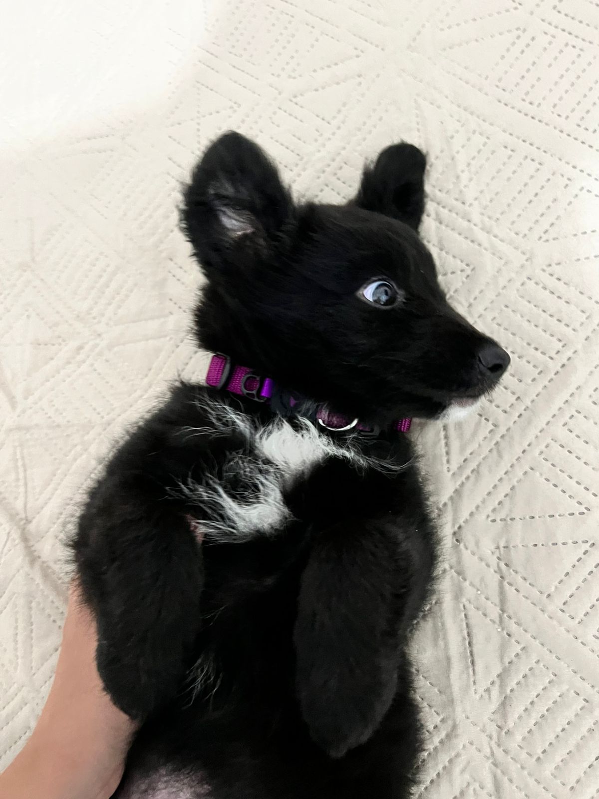 Portal Vendocão Borde Collie Femêa 2 Meses Fortaleza