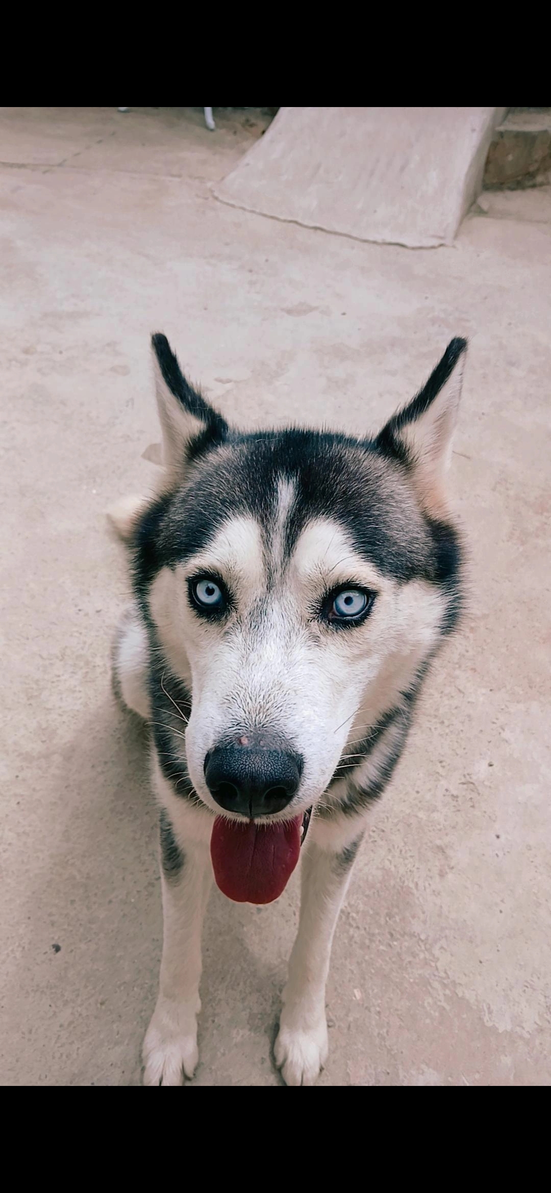 Portal Vendocão Husky siberiano olhos azuis  Belo Horizonte