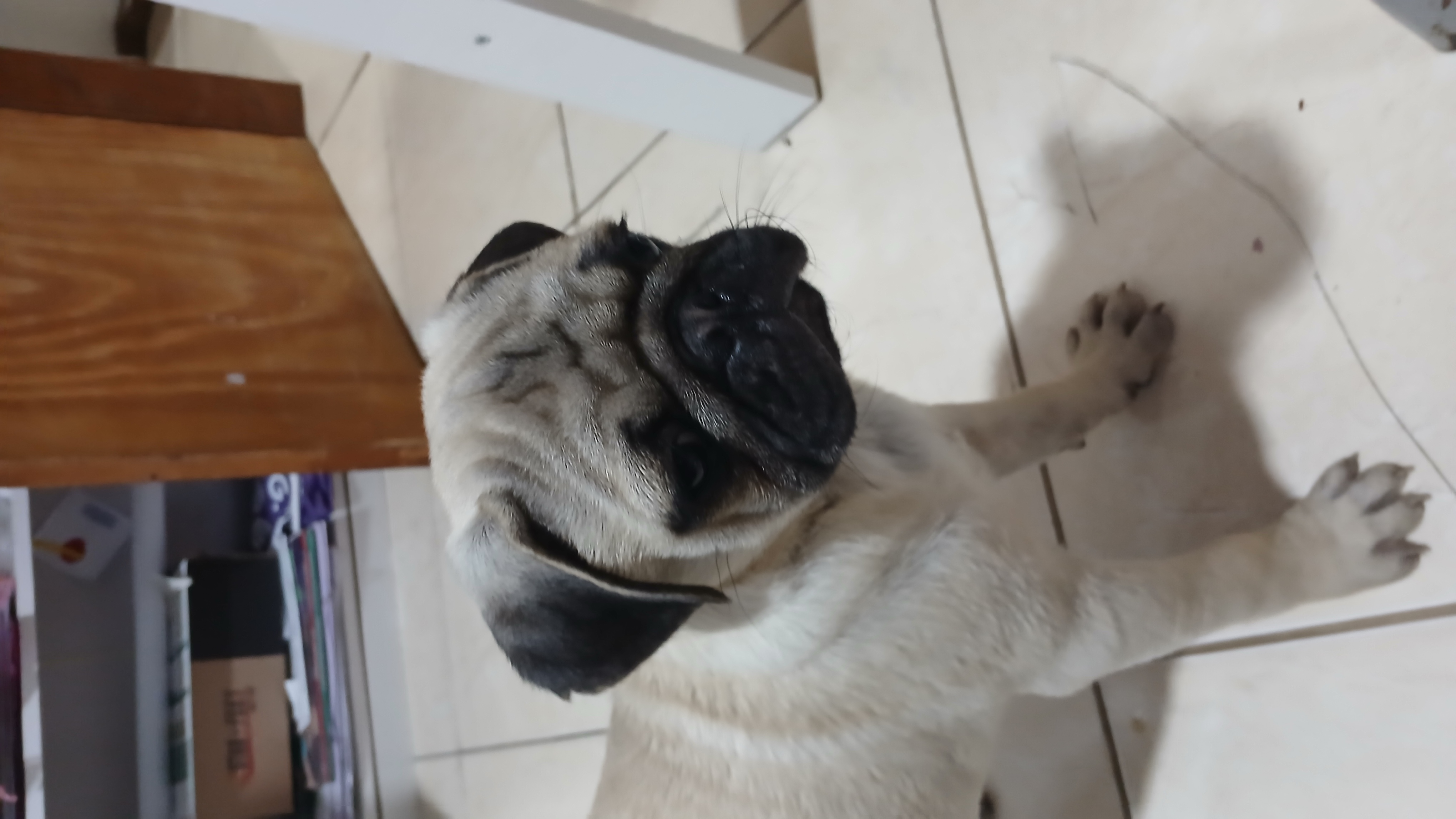 Portal Vendocão Pug Macho Porto Alegre