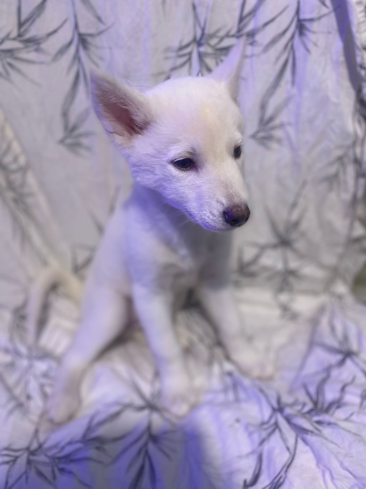 Portal Vendocão Filhotes de Husky Siberiano  Manaus 