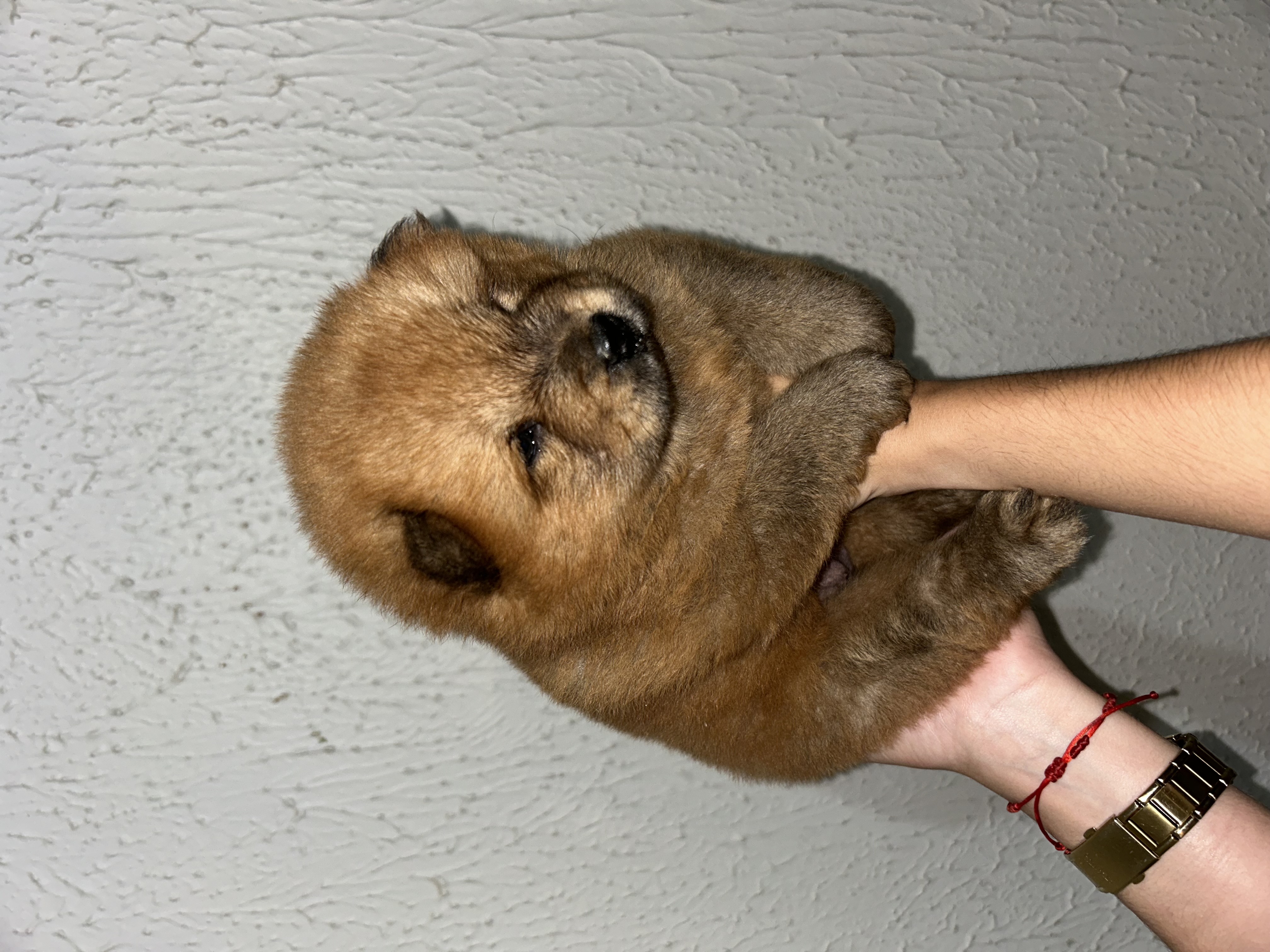 Portal Vendocão Filhote Chow Chow Arapiraca