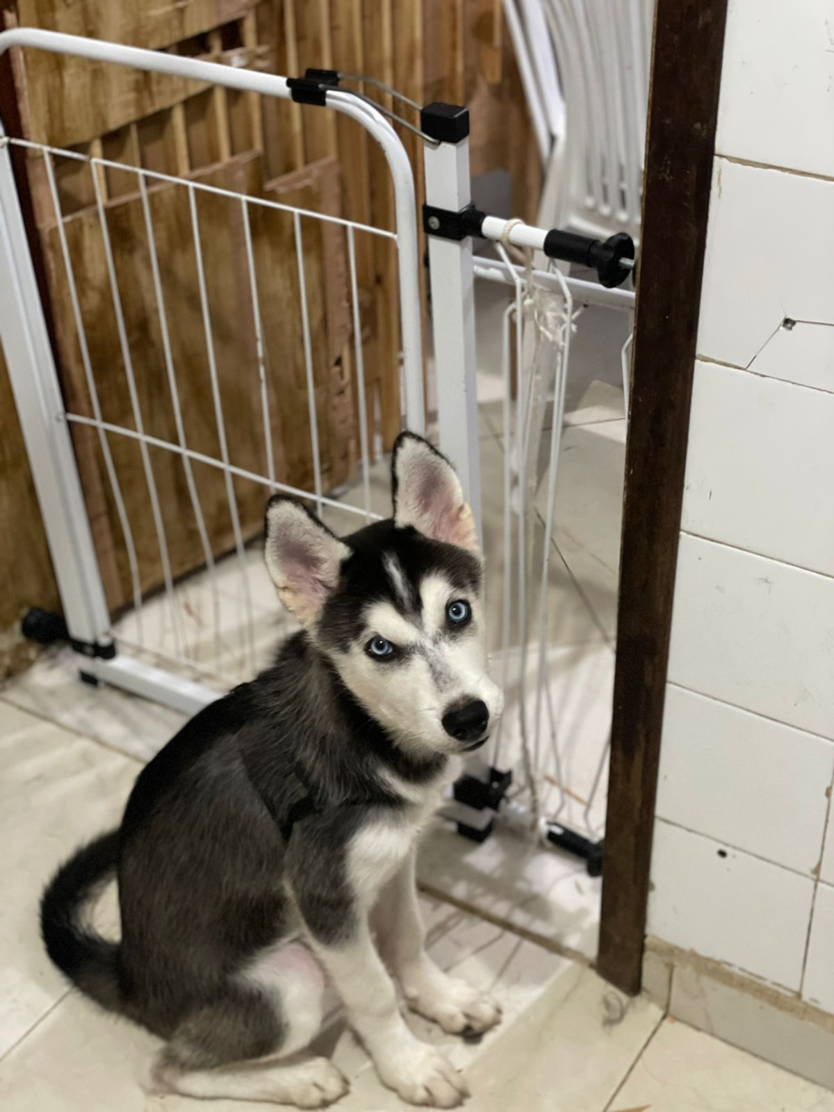 Portal Vendocão Vendo Husky SALVADOR