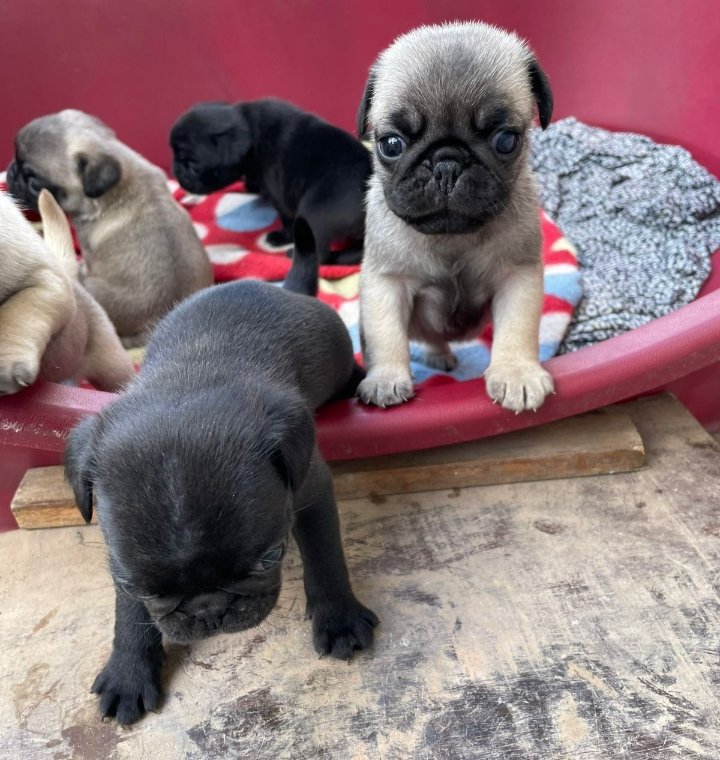 Filhotes de PUG em Blumenau  - Foto 2