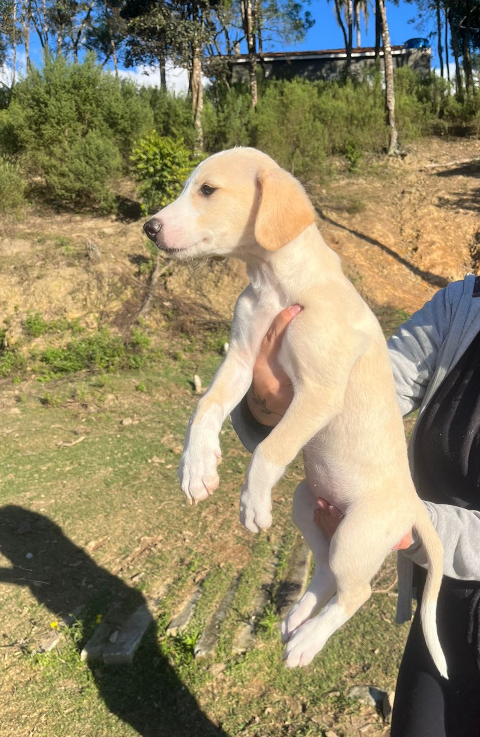 Filhote galgo - Foto 4