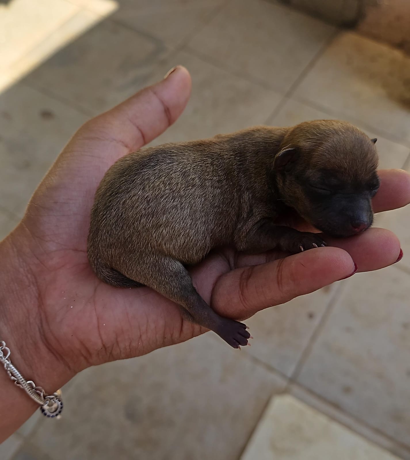 Pinscher - Foto 1