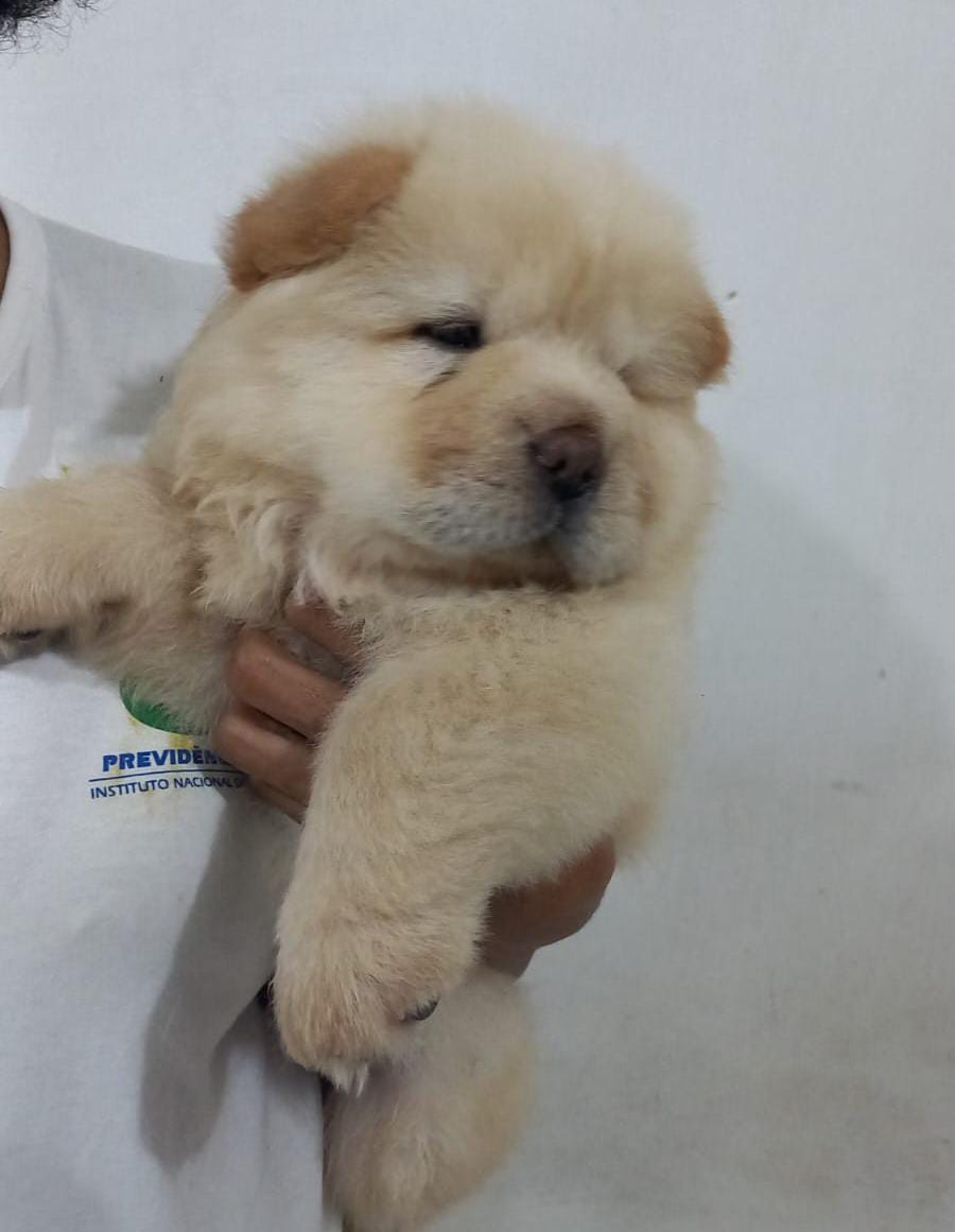 Portal Vendocão Filhote Chow Chow Vacinados Recife