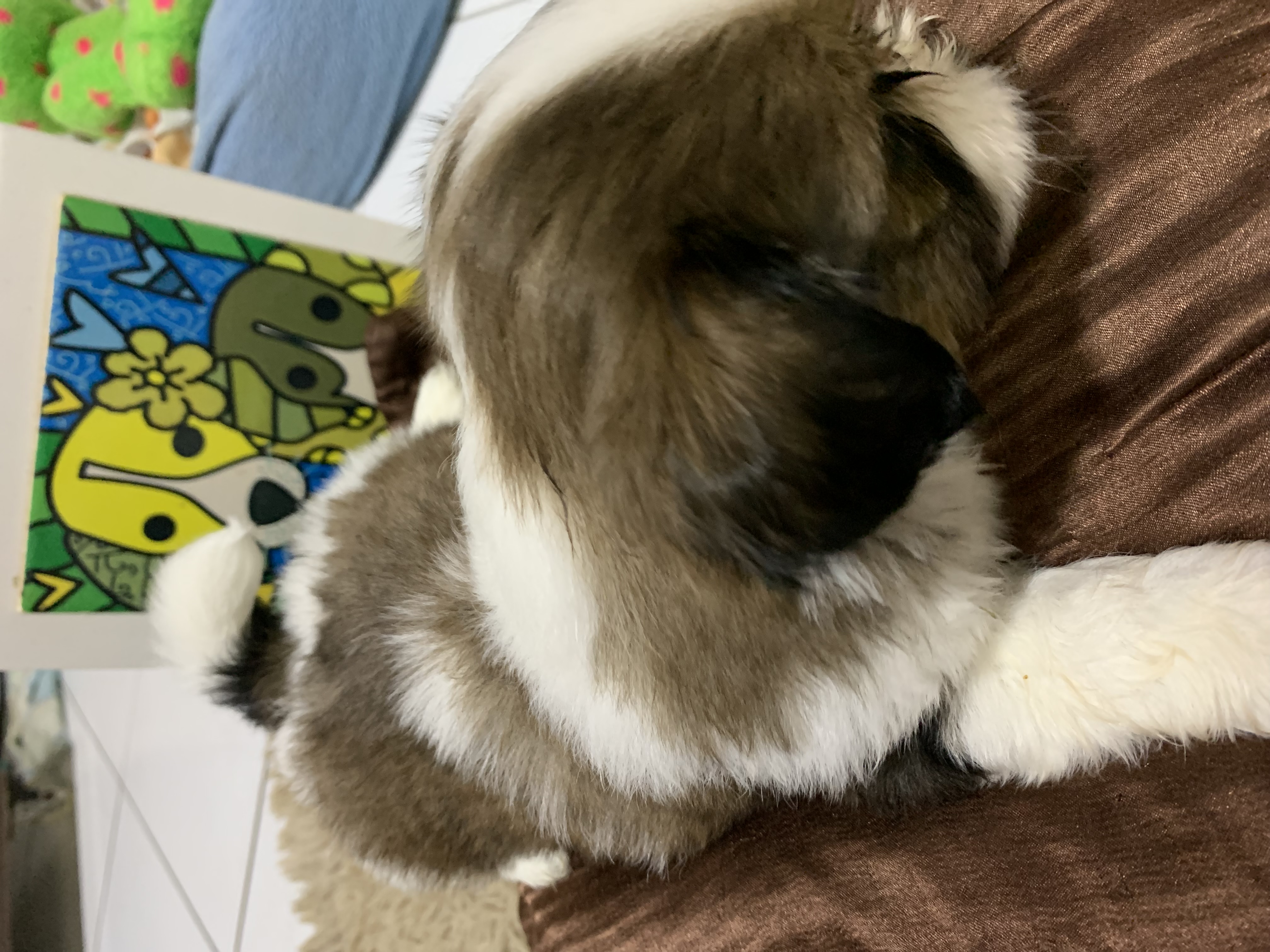 Portal Vendocão Vende-se filhotes de shih tzu machos Feira de Santana 