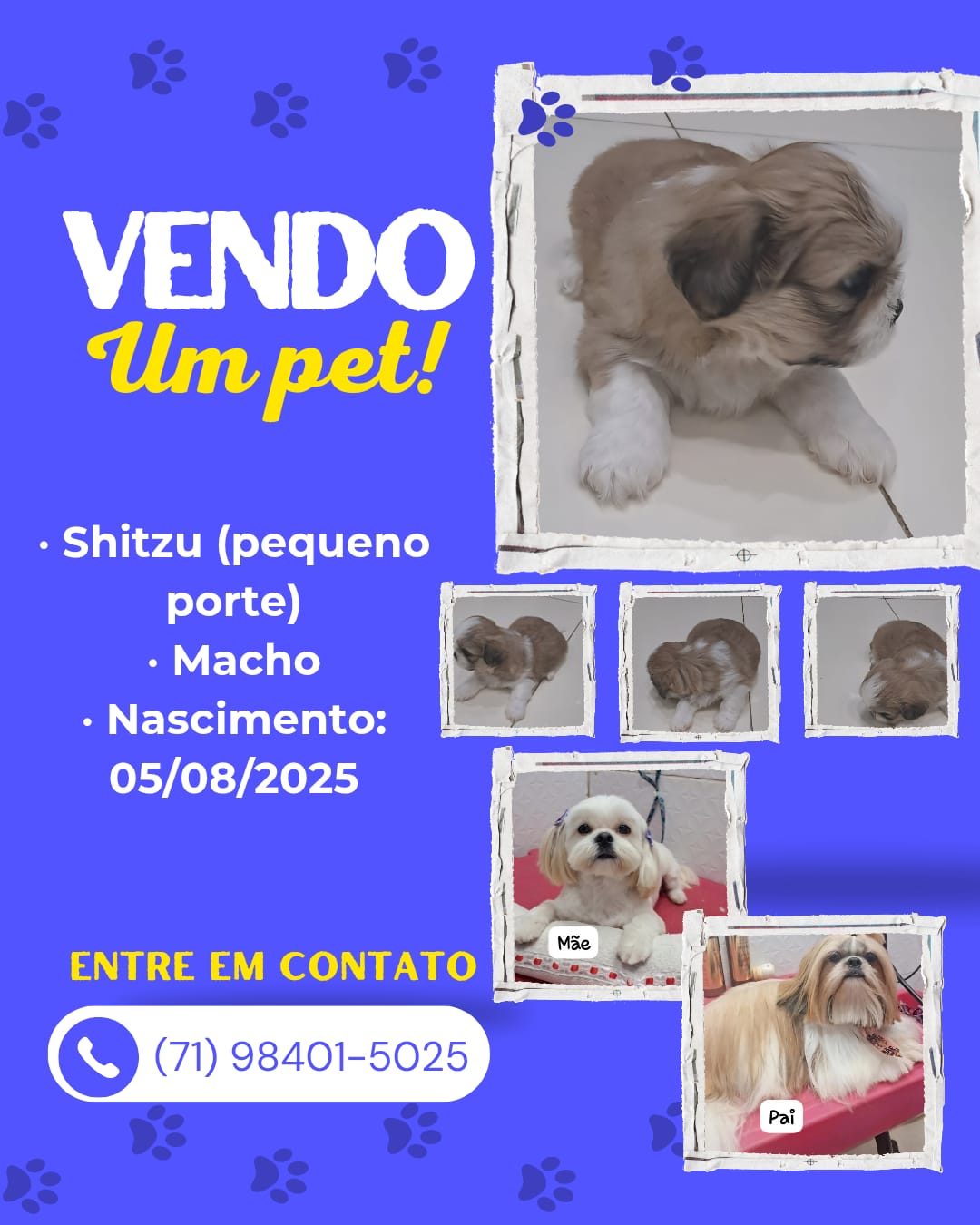 Filhotes de cachorro  - Foto 2