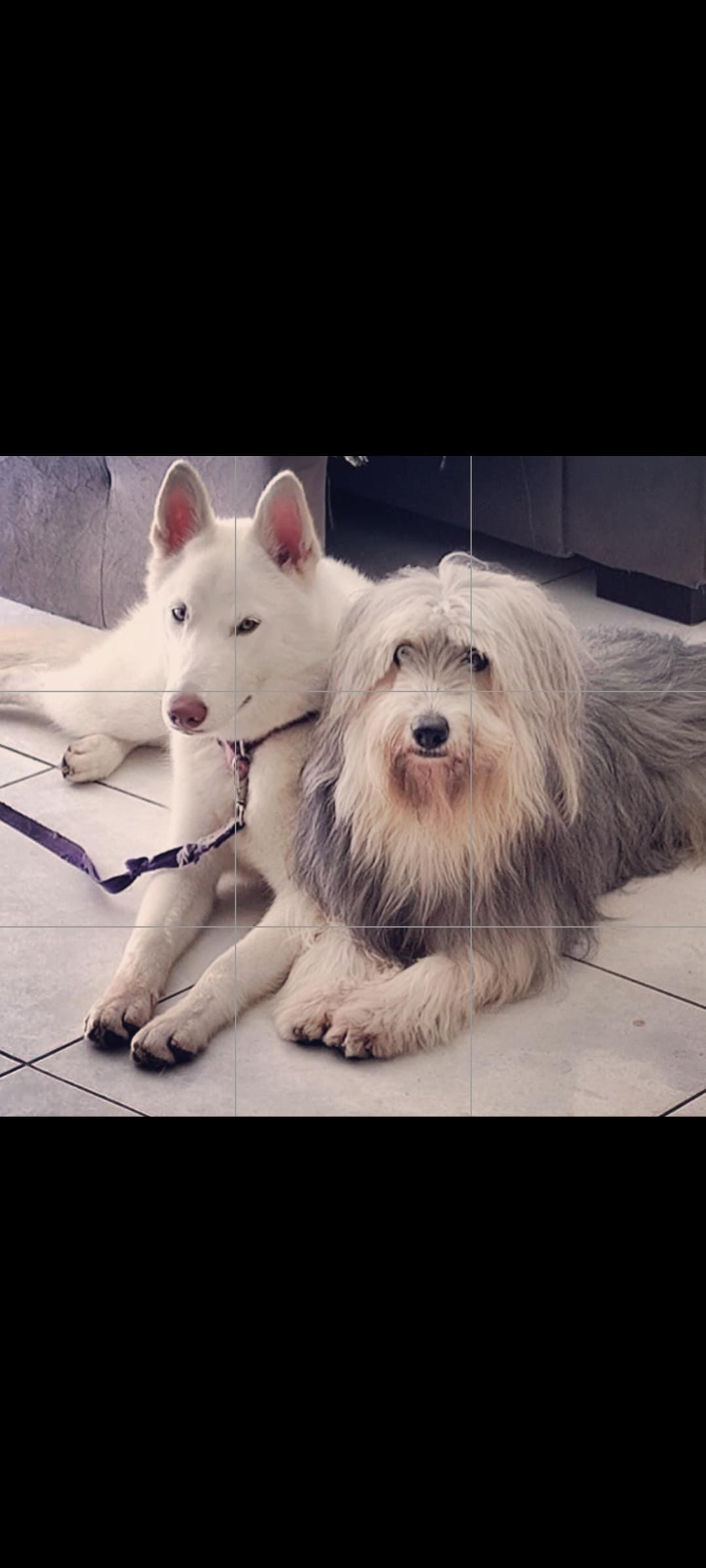 Portal Vendocão Filhote de husky/ husky c lhasa Jaboatão dos Guararapes