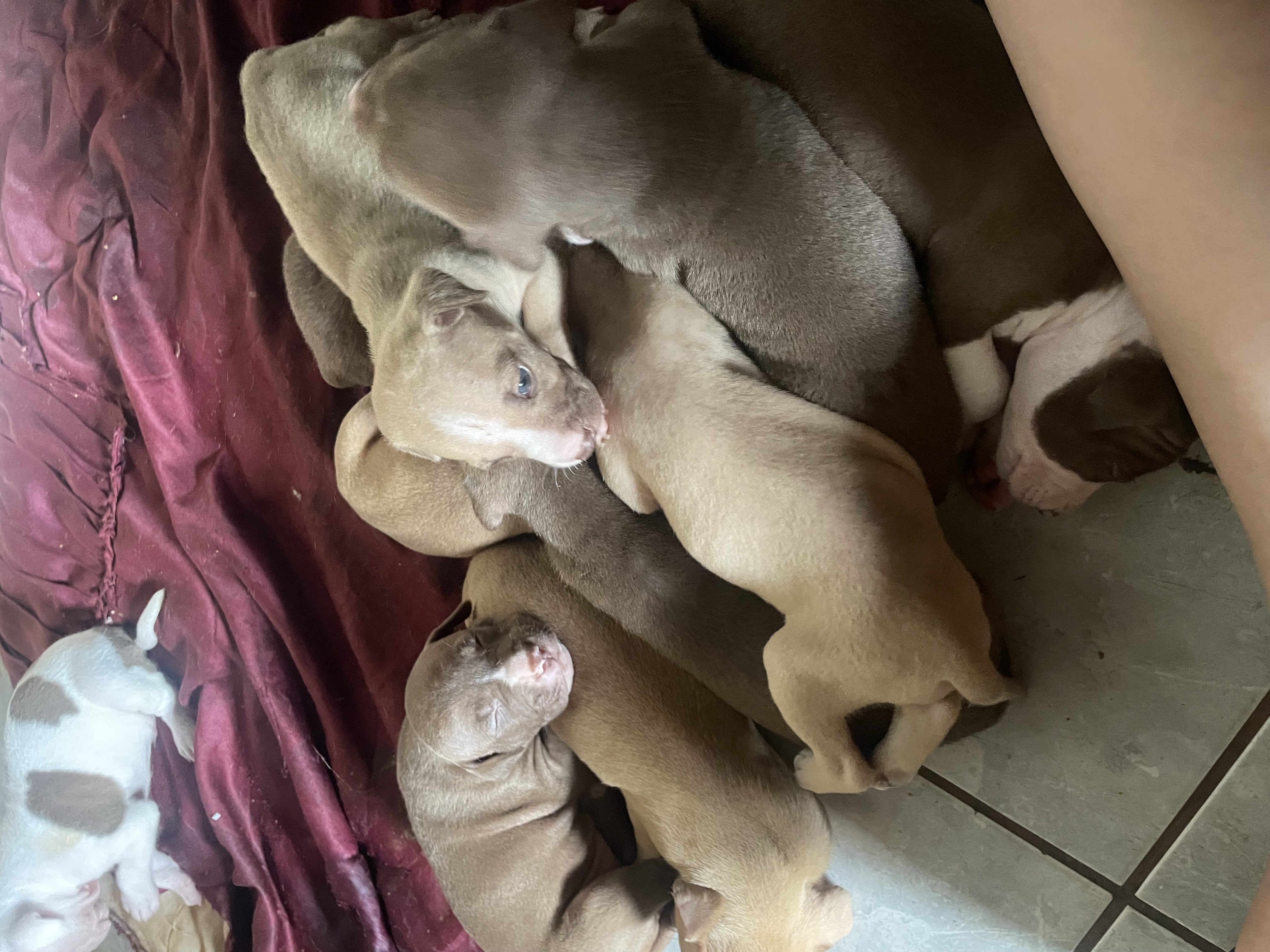 Portal Vendocão Pitbull  Jataizinho 