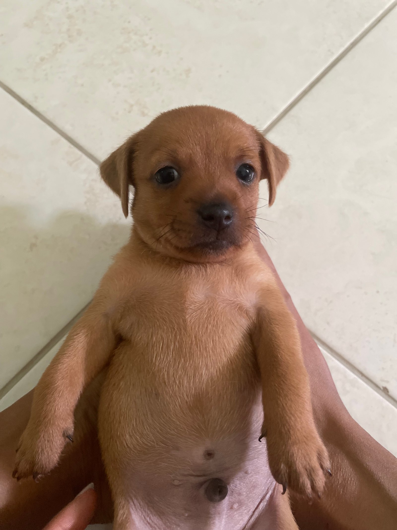 Vende-se  - Foto 1