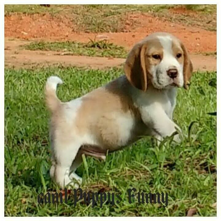 Beagle um amigo para todas as horas - Foto 4