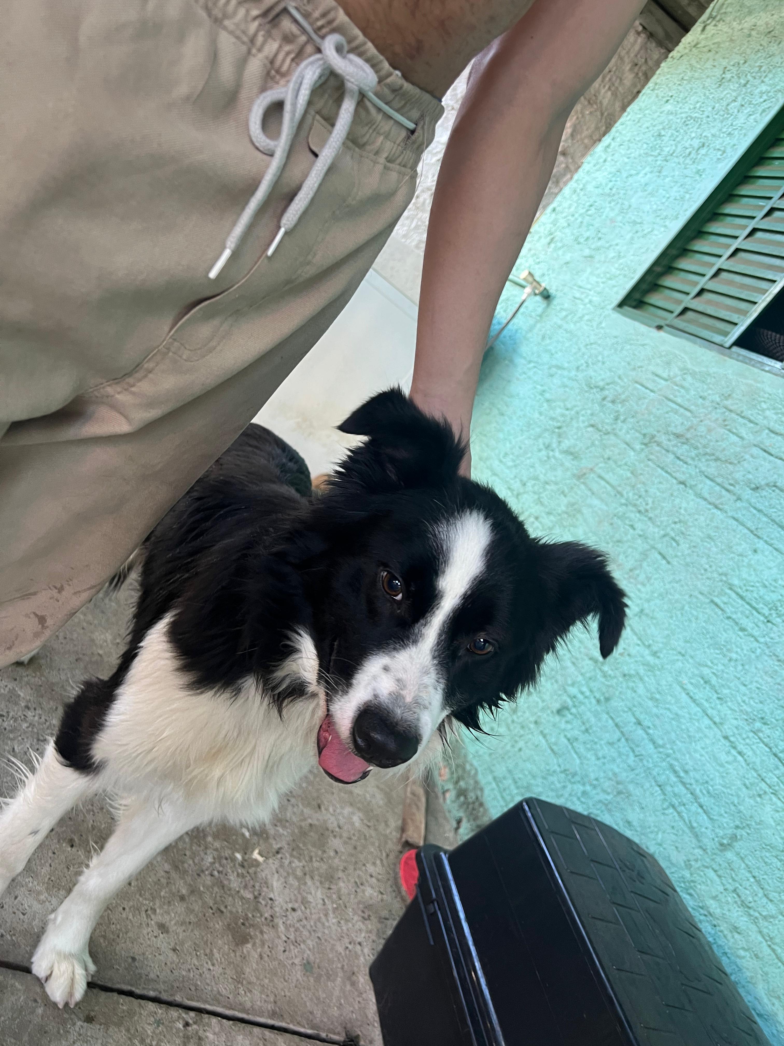Portal Vendocão Venda Border Collie puro  Canoas 