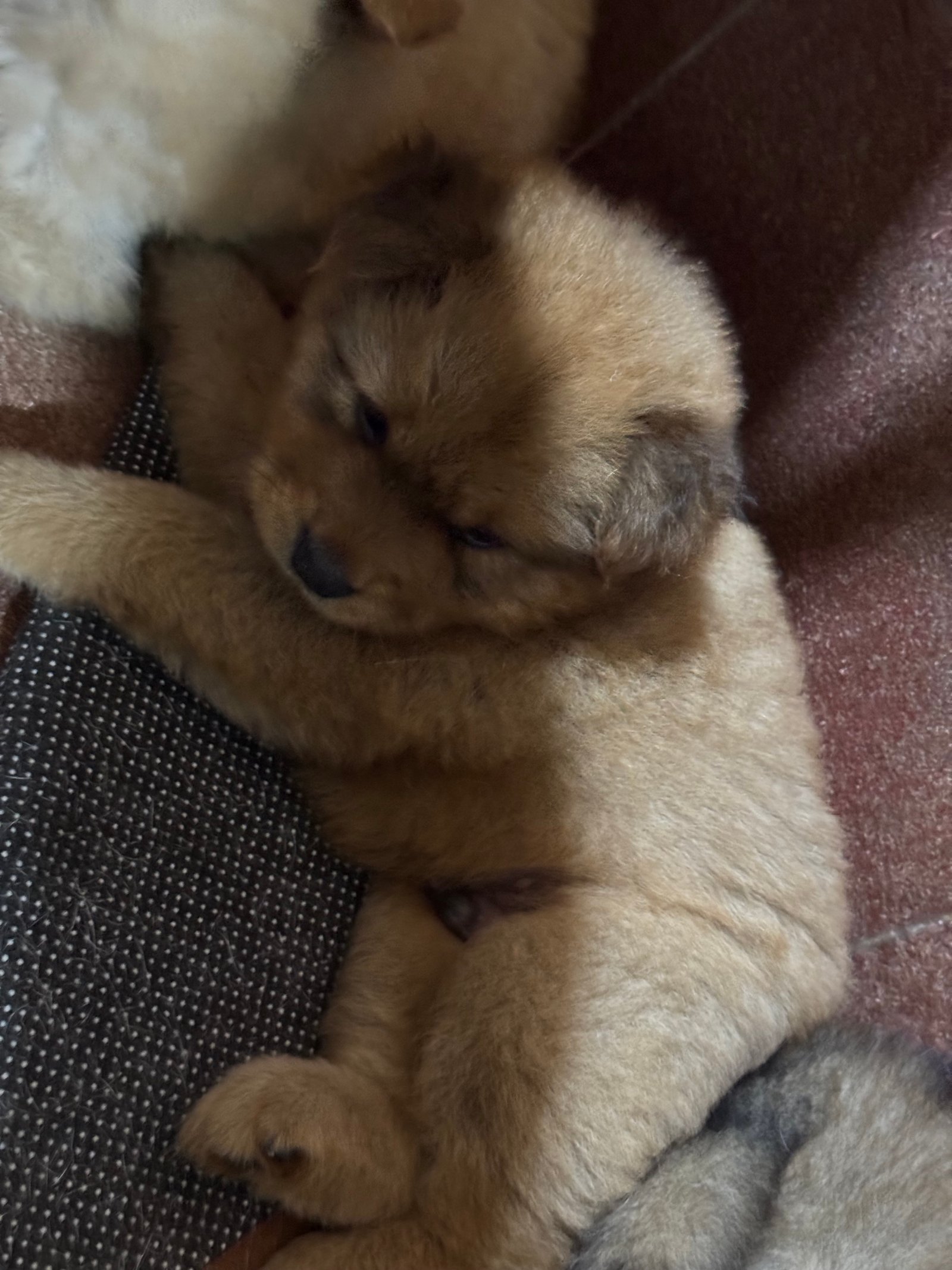 Chow-Chow Filhotes - Foto 2