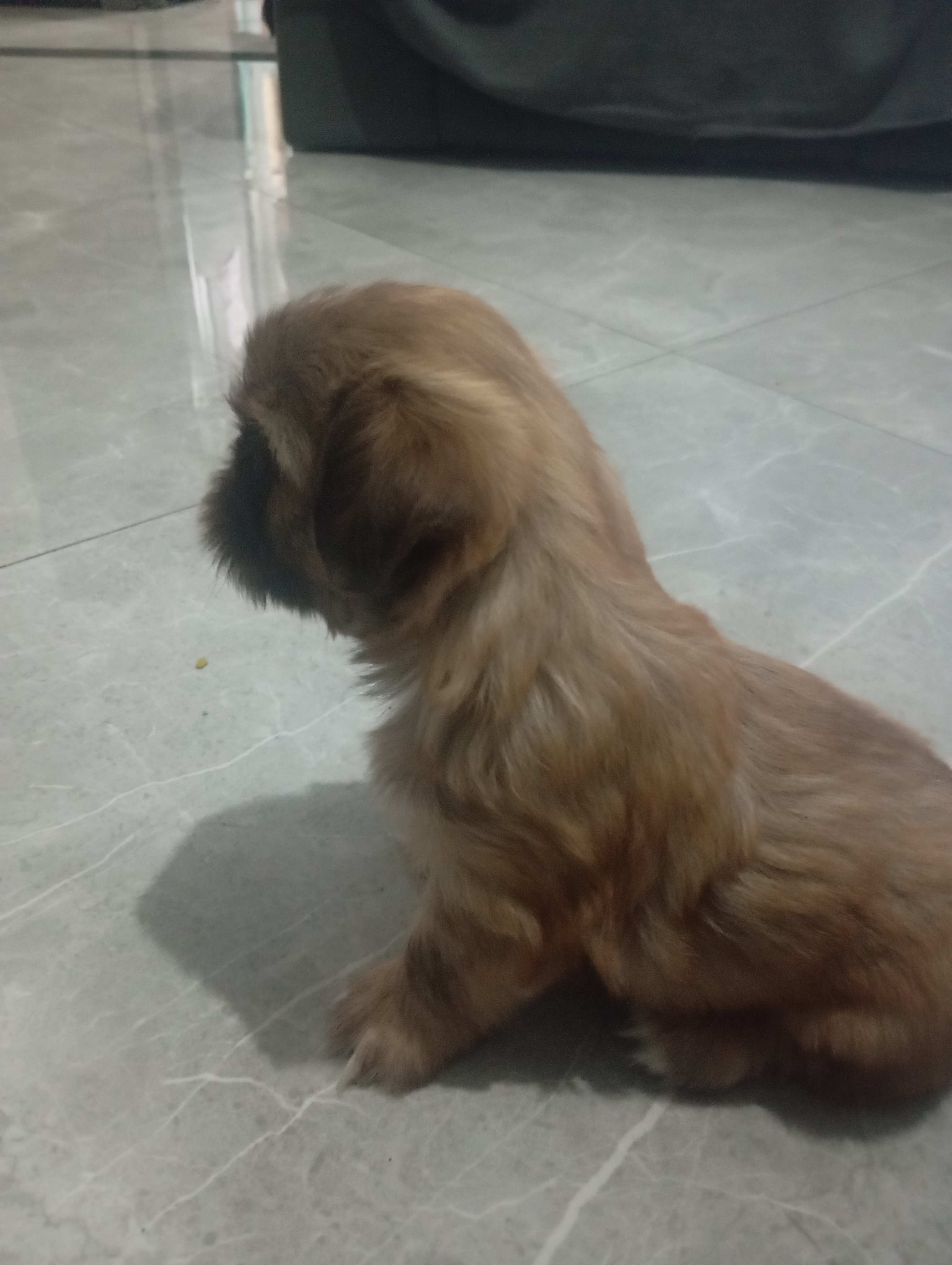 Portal Vendocão Shih Tzu macho filhote  Rio de Janeiro