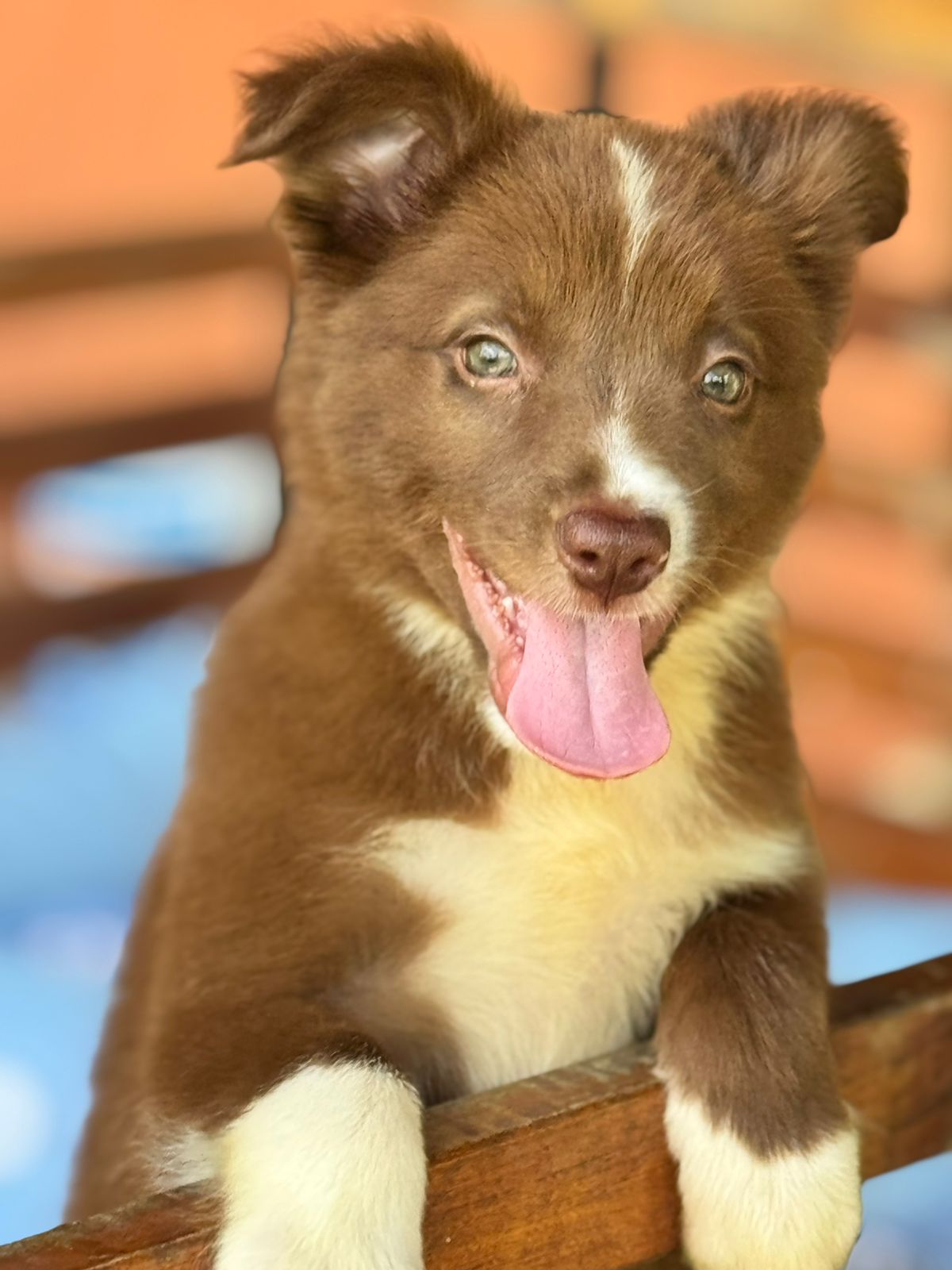 Portal Vendocão Border Collie a venda  são Paulo 